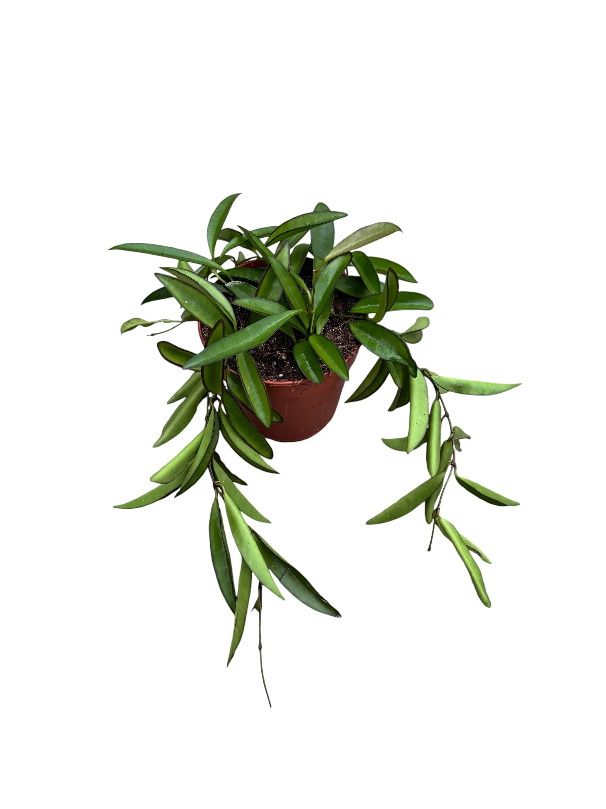 HOYA WAYETII M12