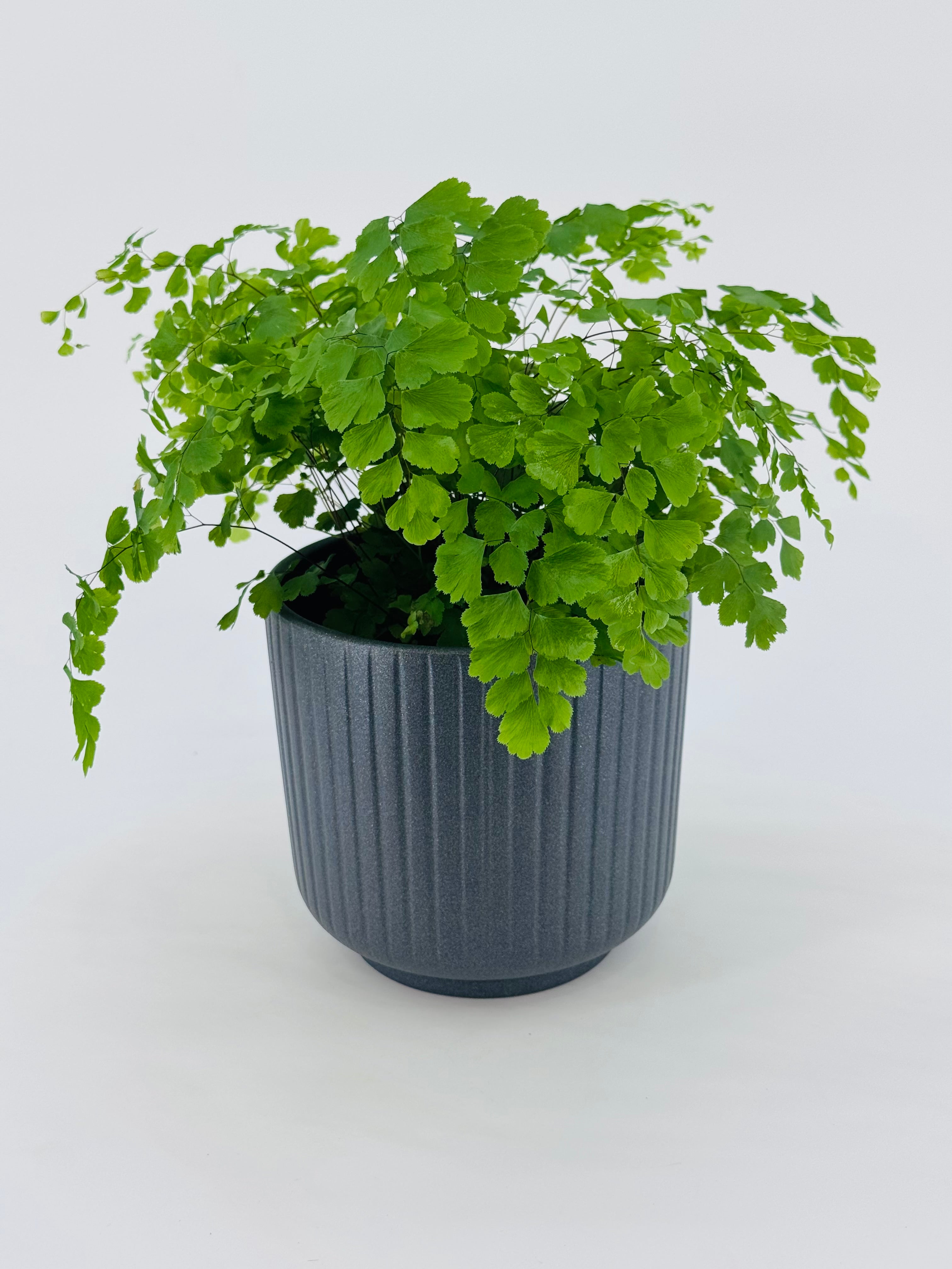 ADIANTUM MEZCLADO