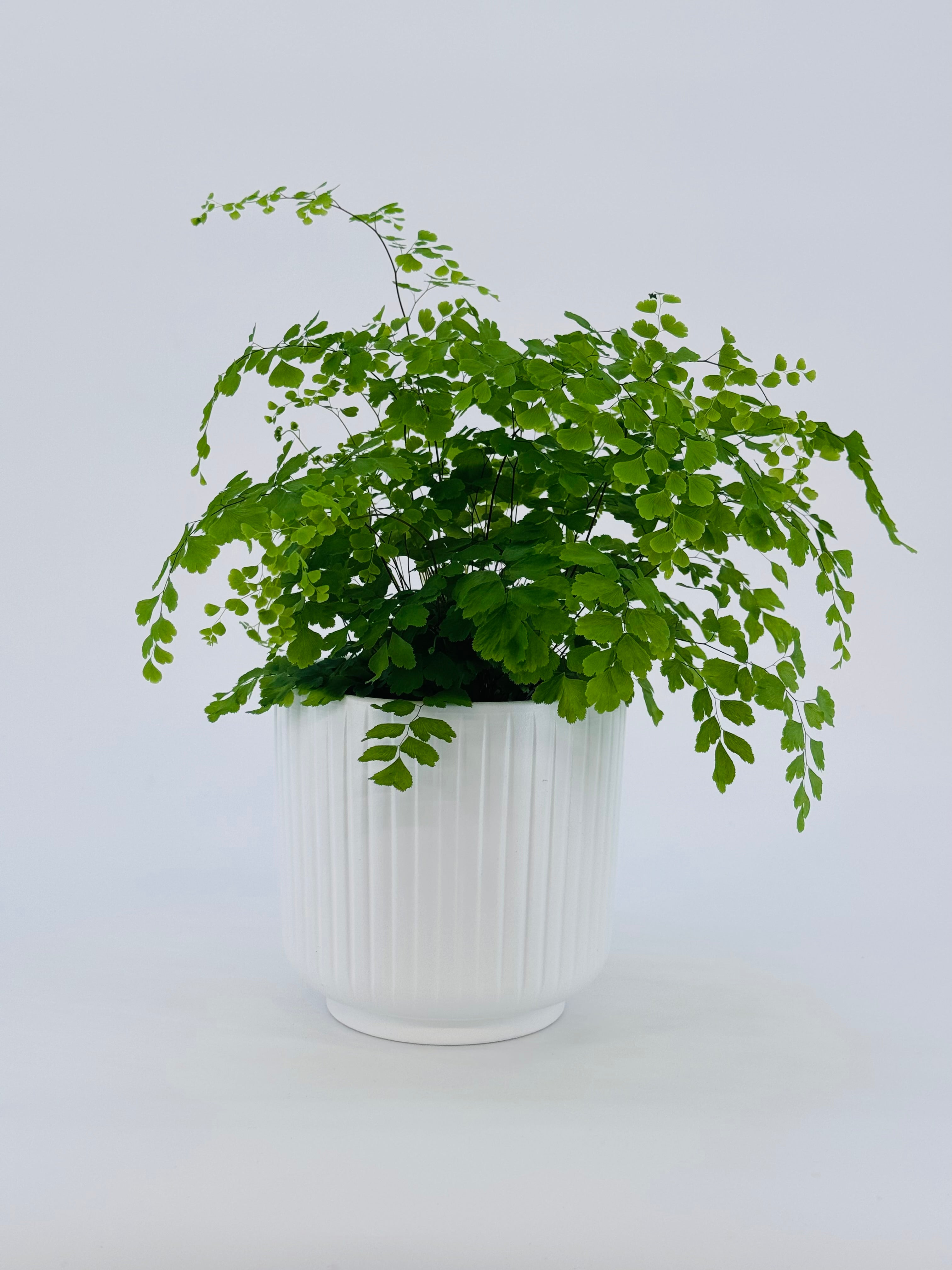 ADIANTUM MEZCLADO