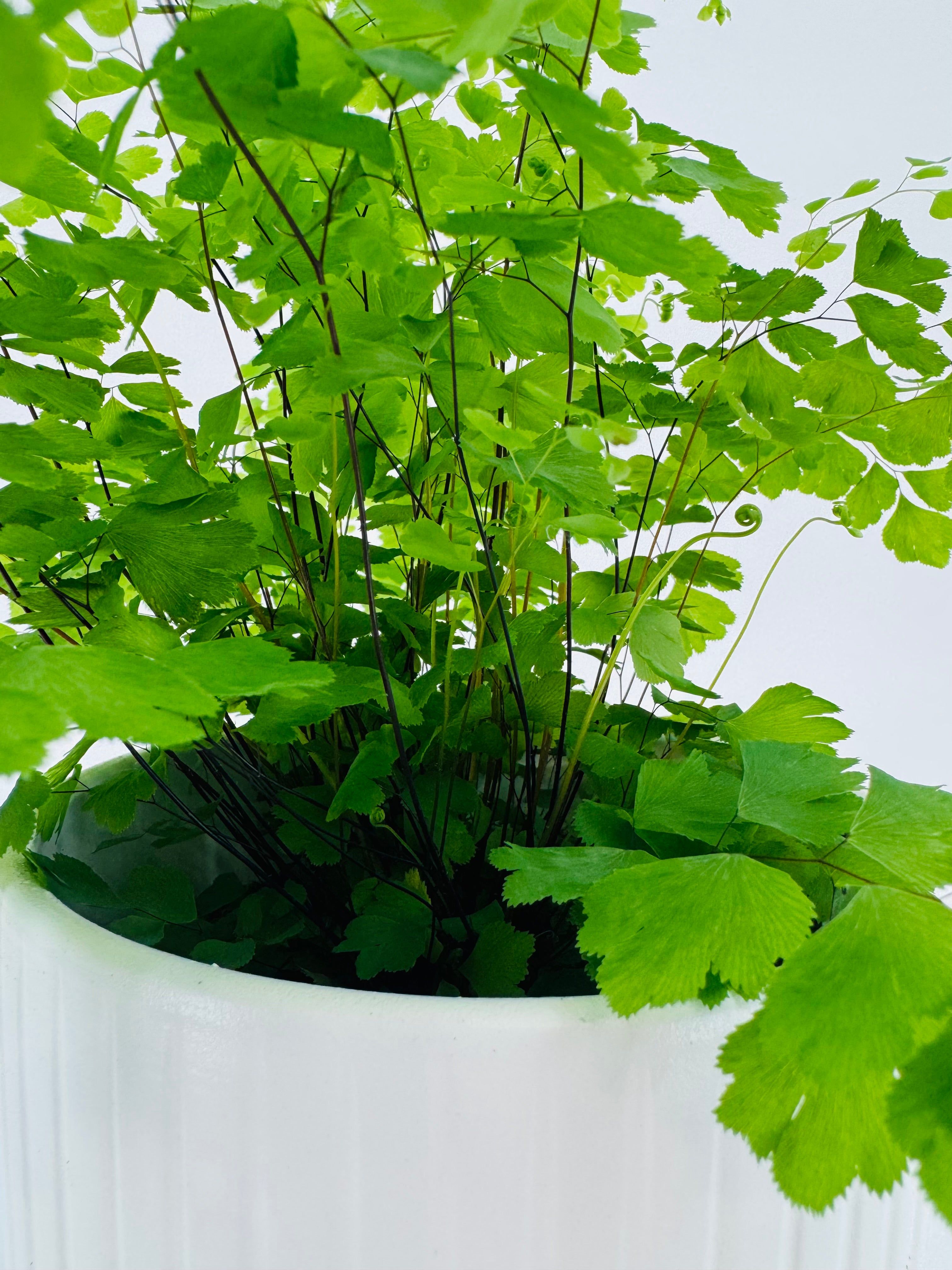 ADIANTUM MEZCLADO