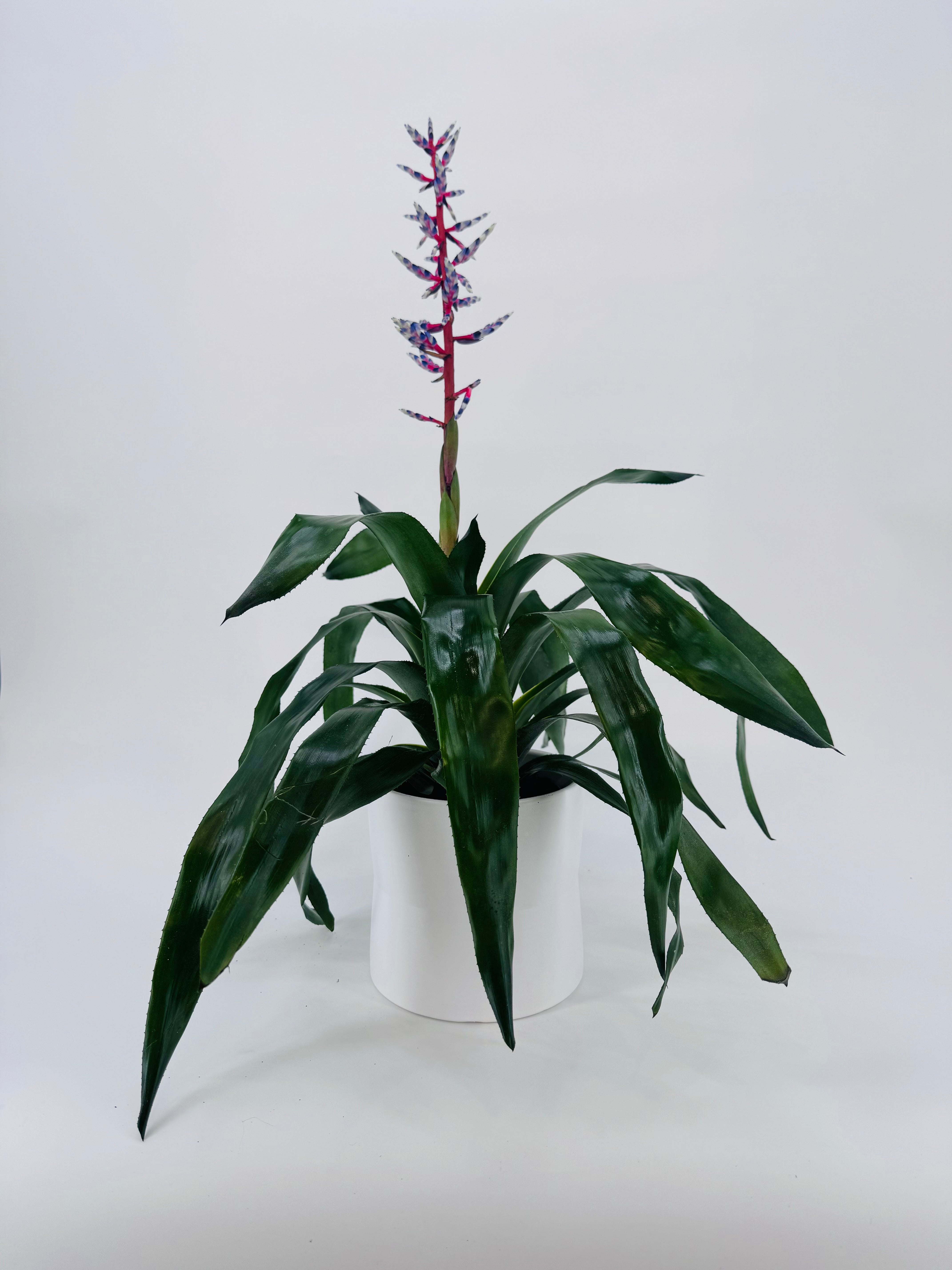 AECHMEA MEZCLADO M15