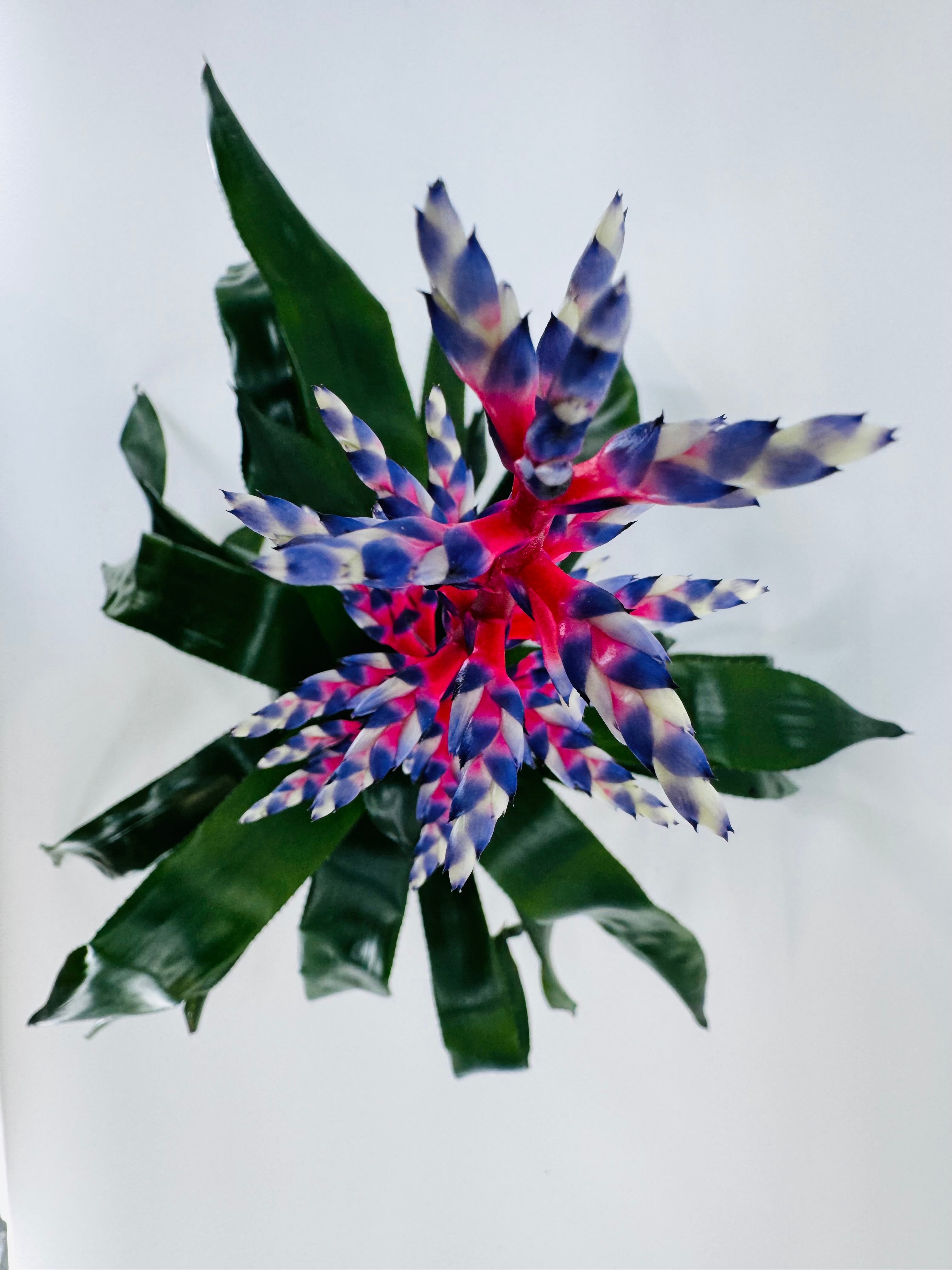 AECHMEA MEZCLADO M15