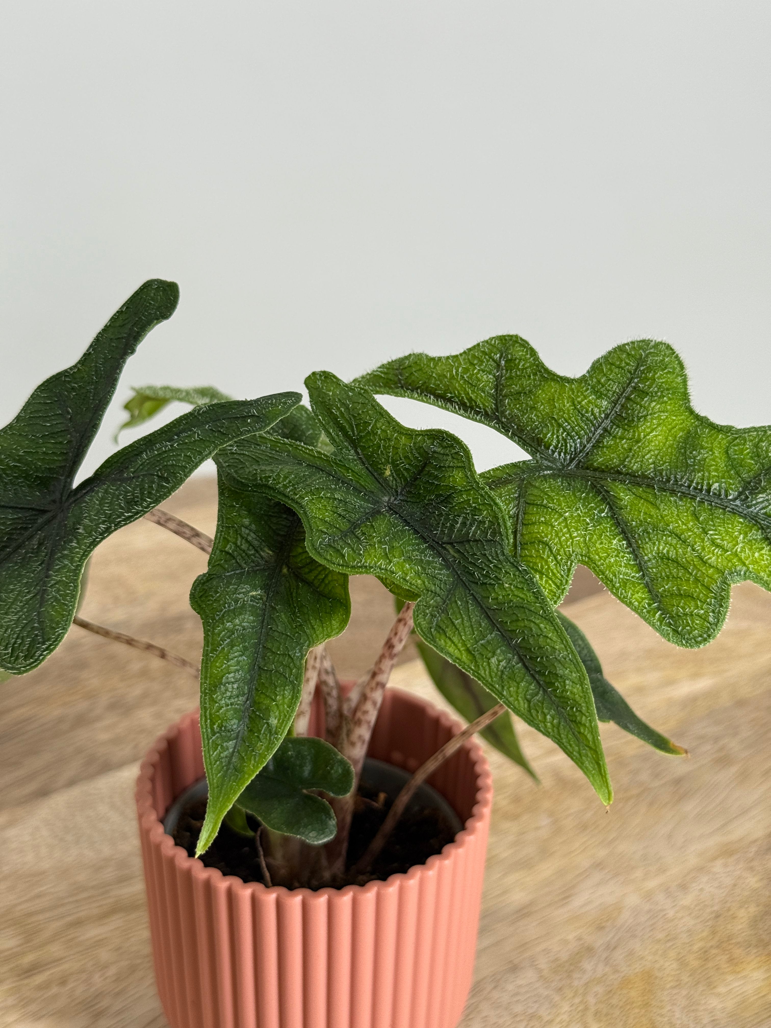 ALOCASIA JACKLYN M6