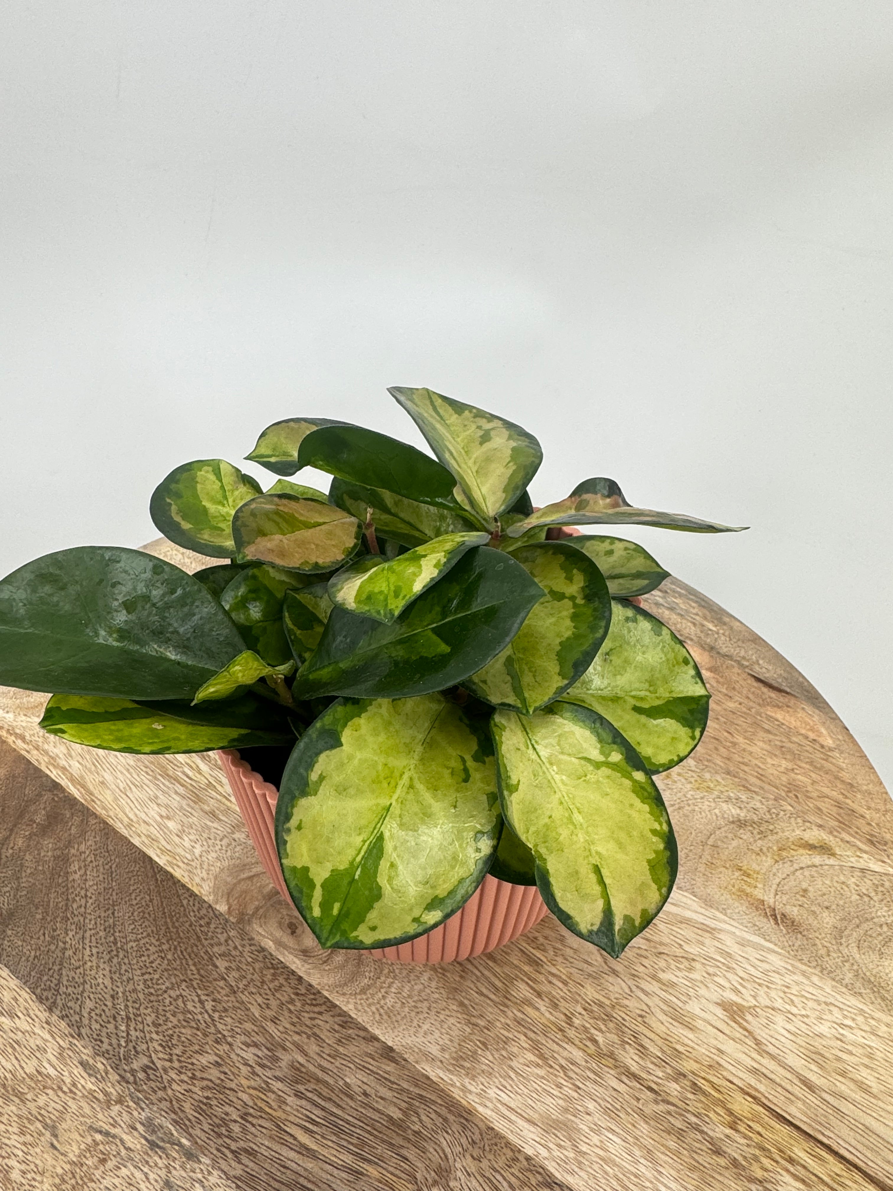 HOYA AUSTRALIS TRICOLOR M12