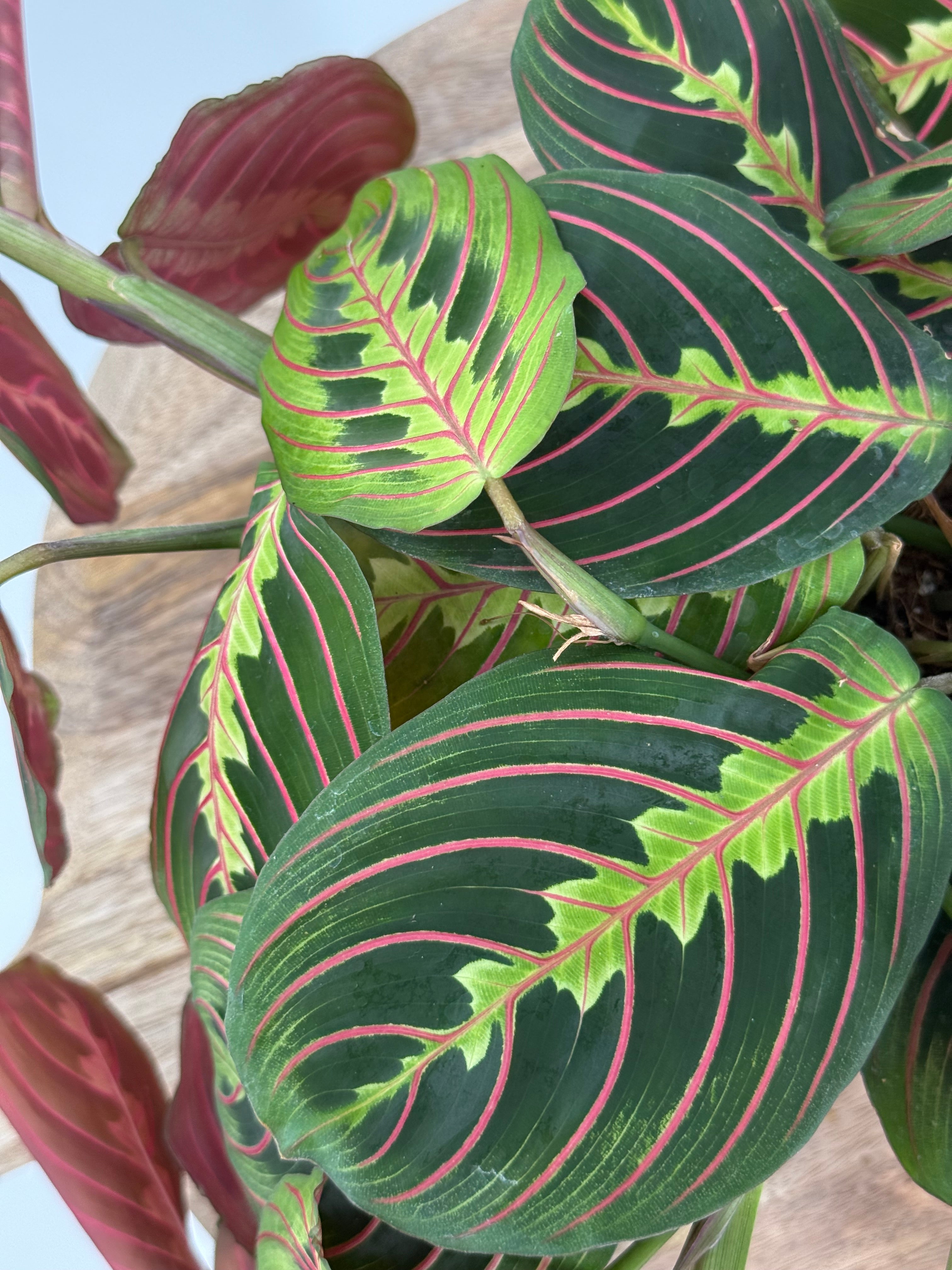 MARANTA MIX M15