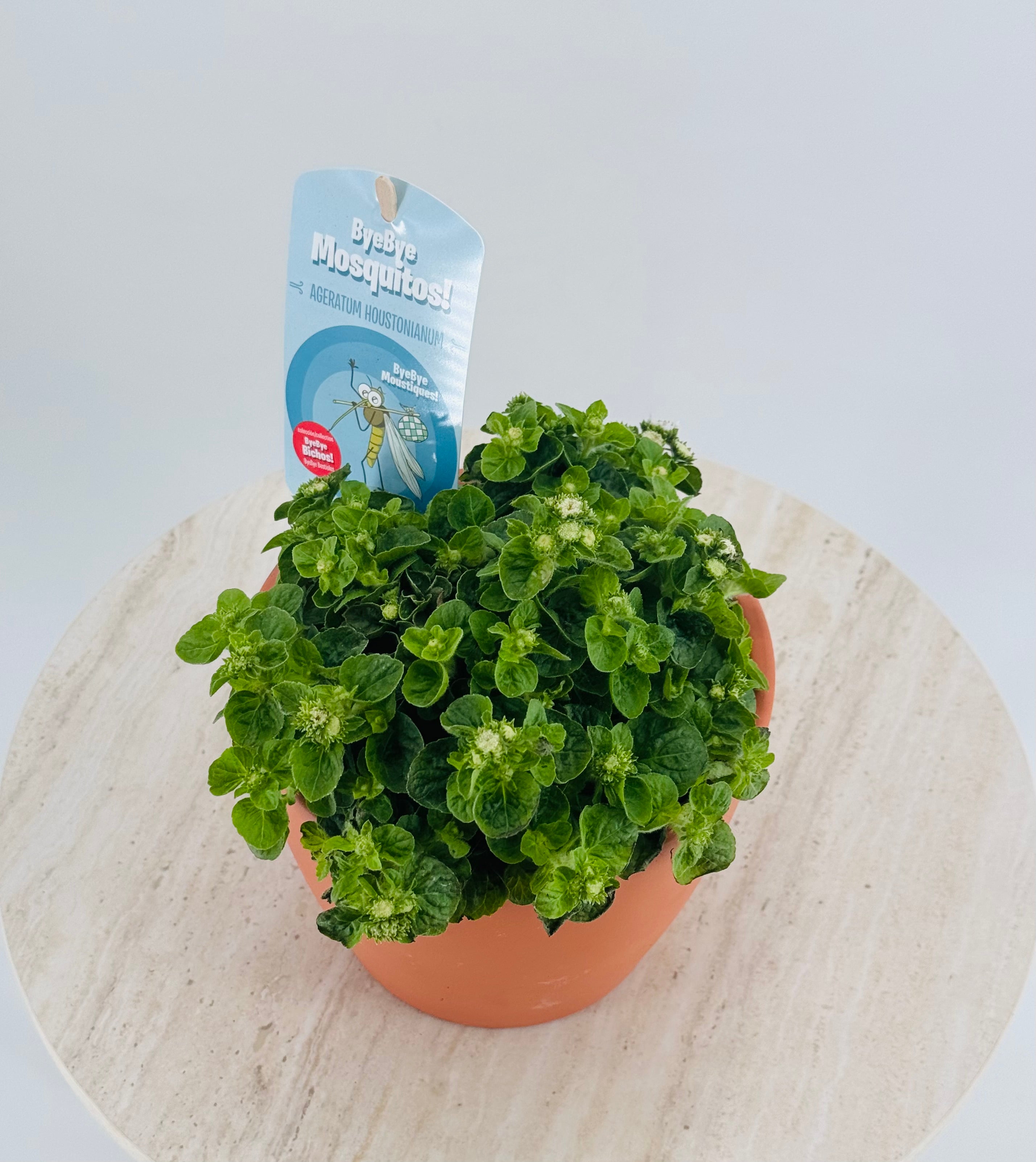 Ageratum houstonianum M13, planta verde en maceta de terracota con etiqueta "ByeBye Mosquitos!".