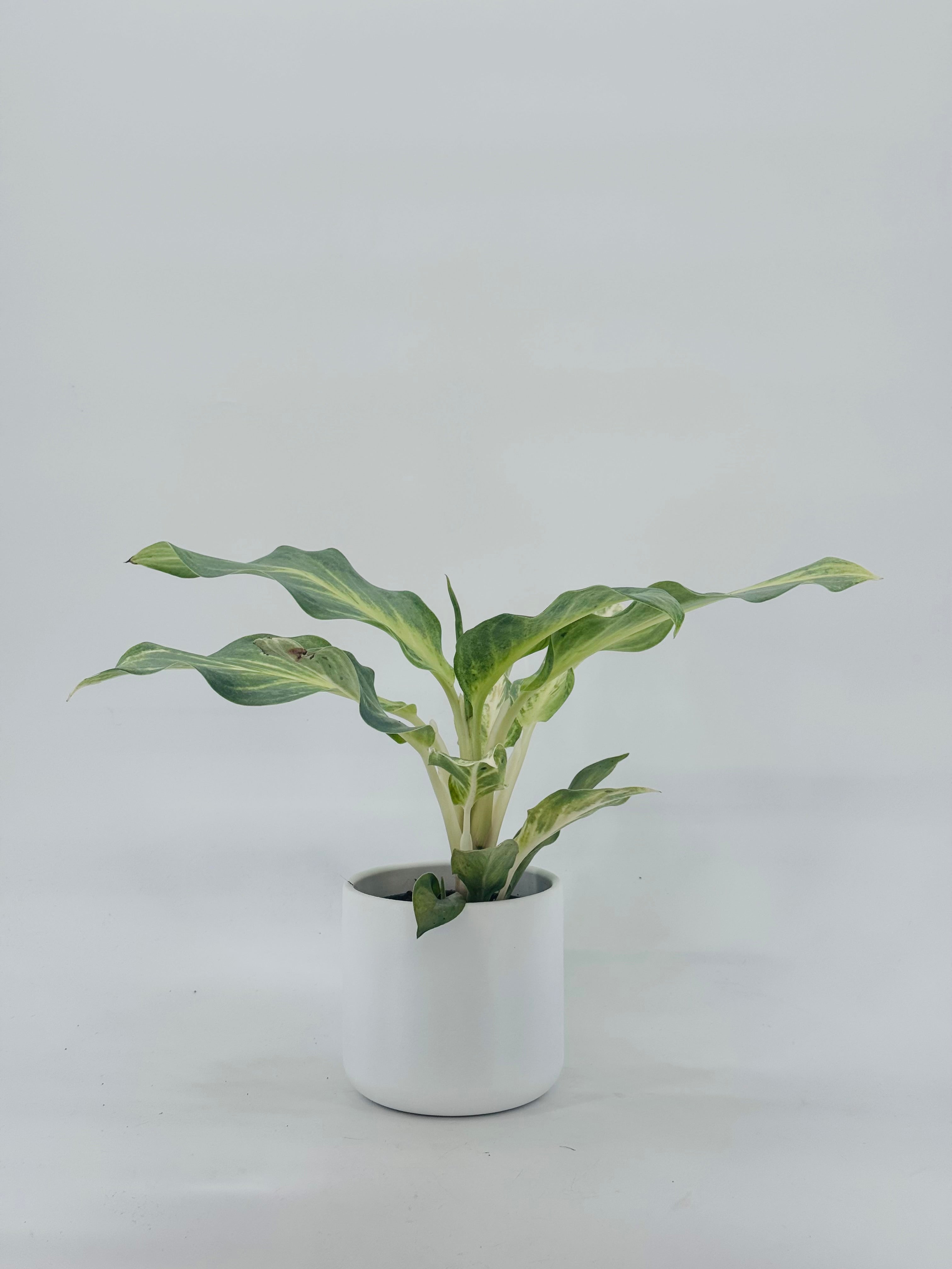 AGLAONEMA AQUA GREEN M12
