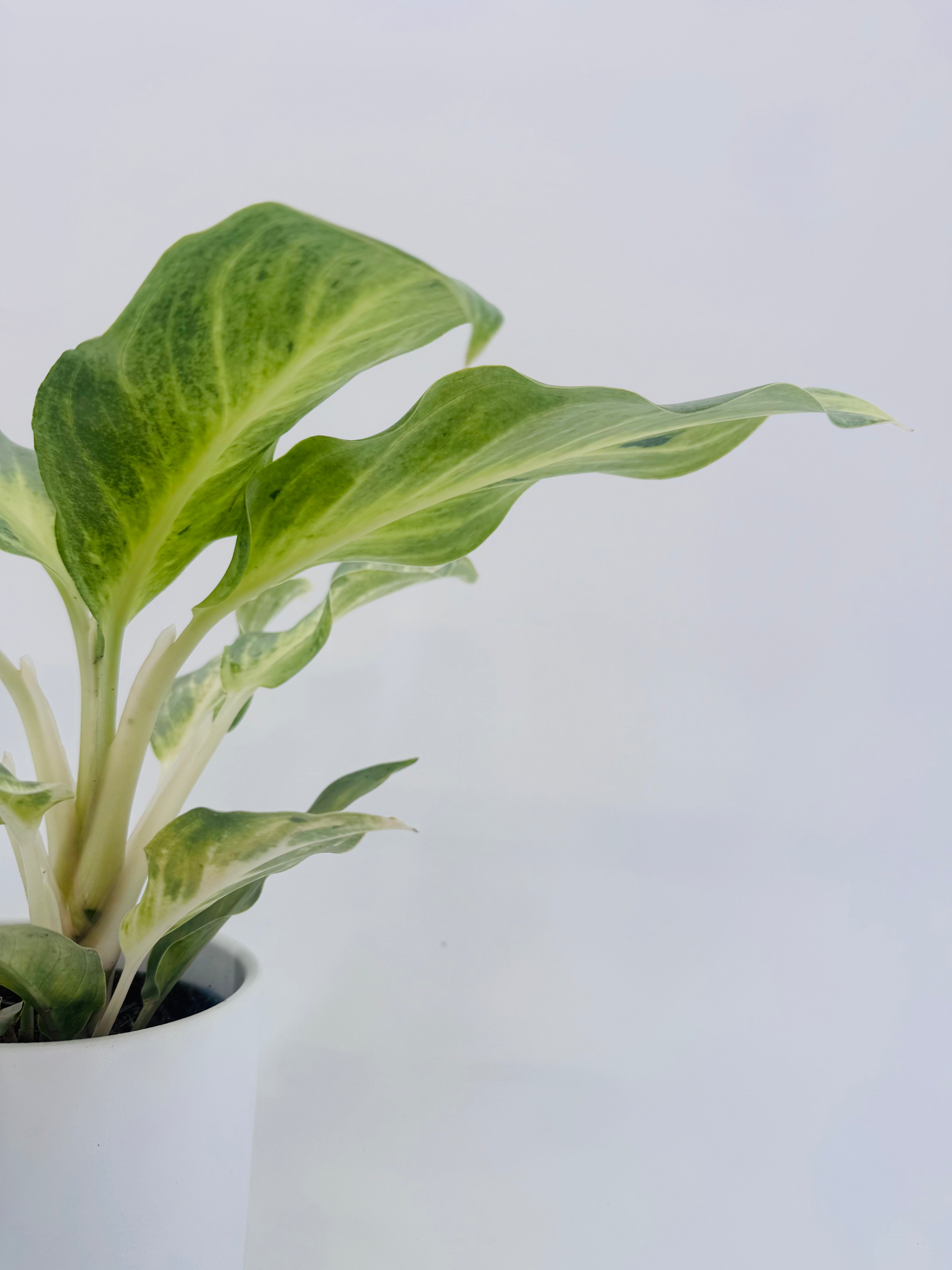 AGLAONEMA AQUA GREEN M12