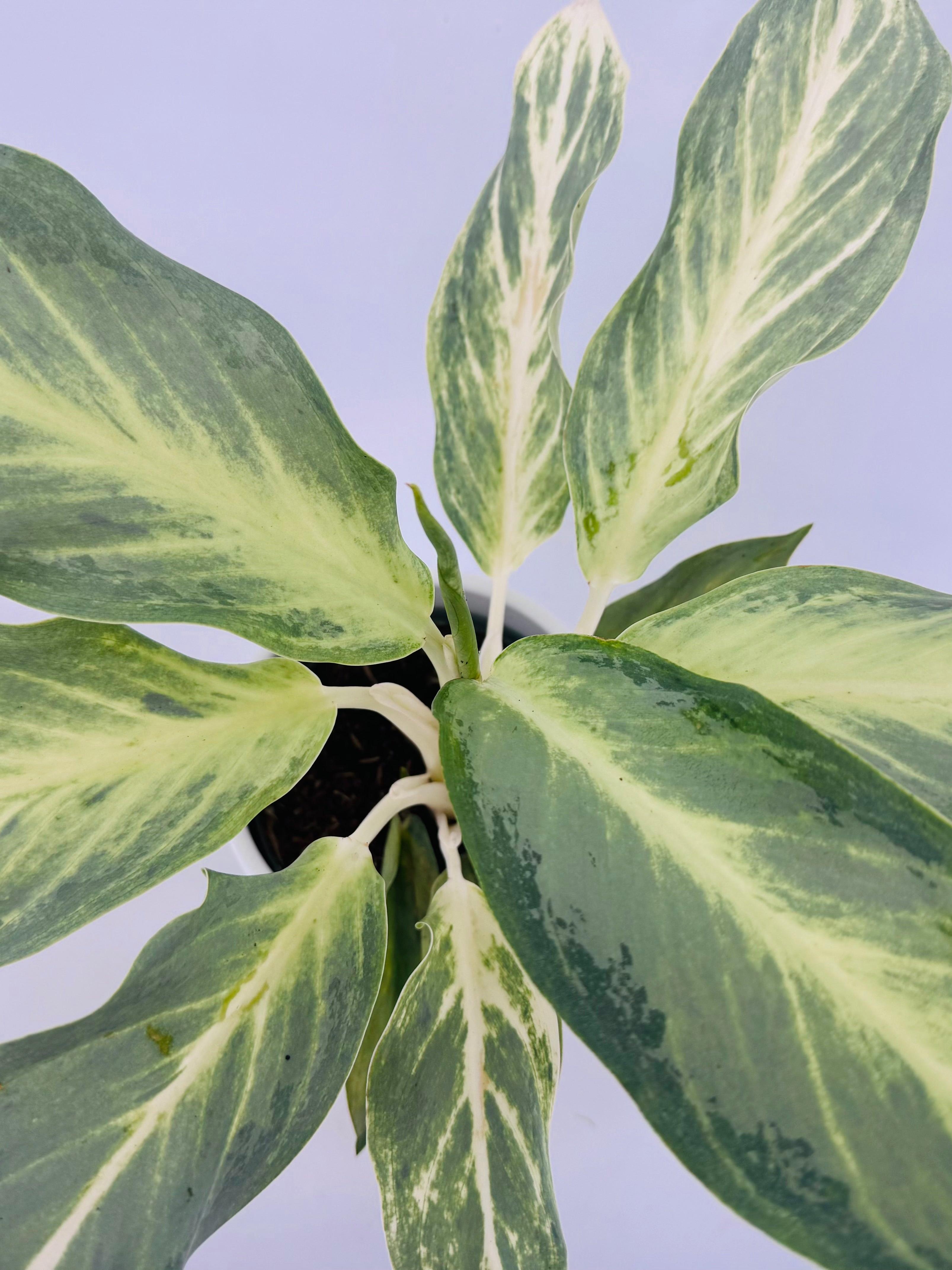 AGLAONEMA AQUA GREEN M12