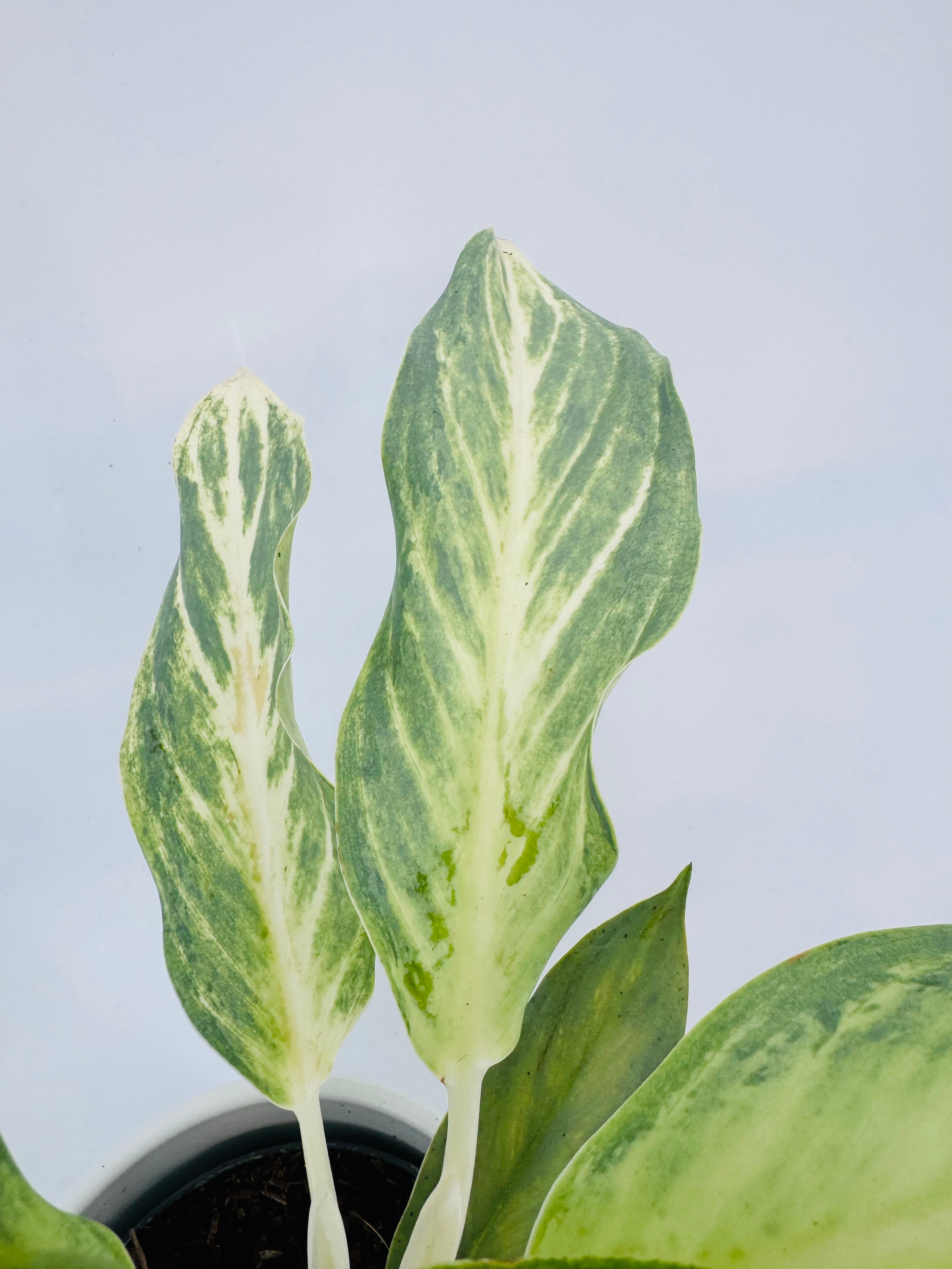 AGLAONEMA AQUA GREEN M12