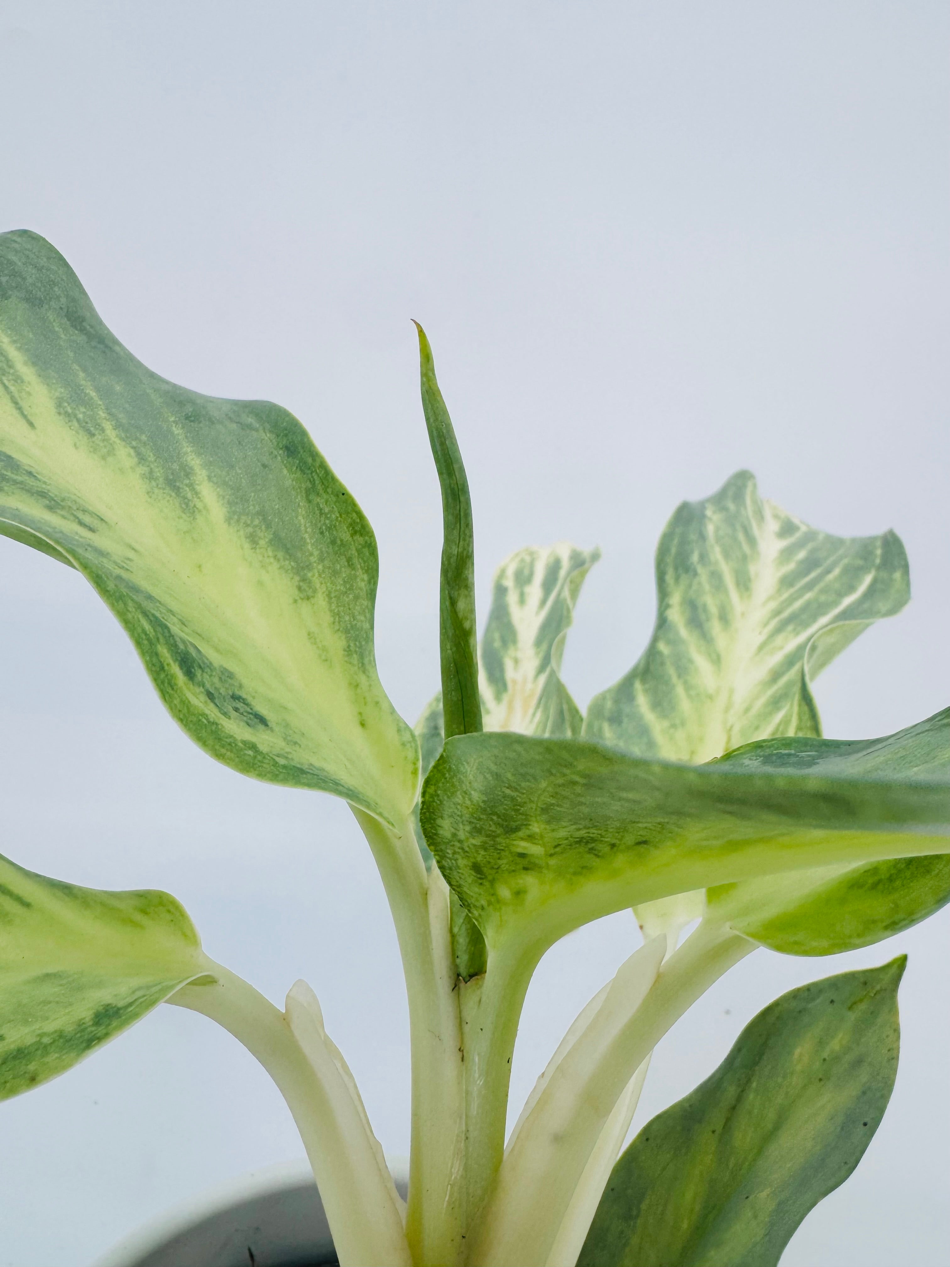AGLAONEMA AQUA GREEN M12
