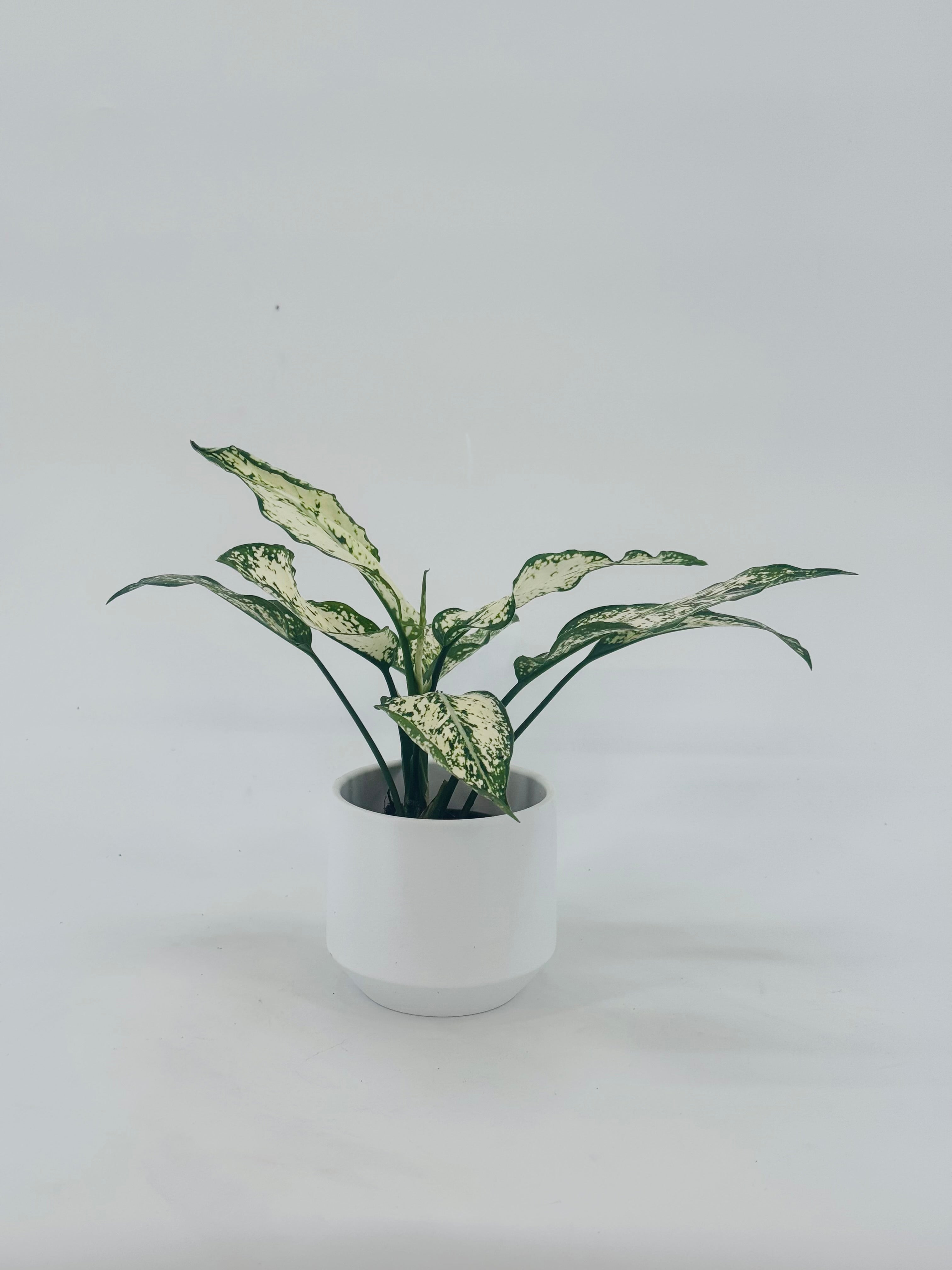 AGLAONEMA CRETE FLAME M9CM