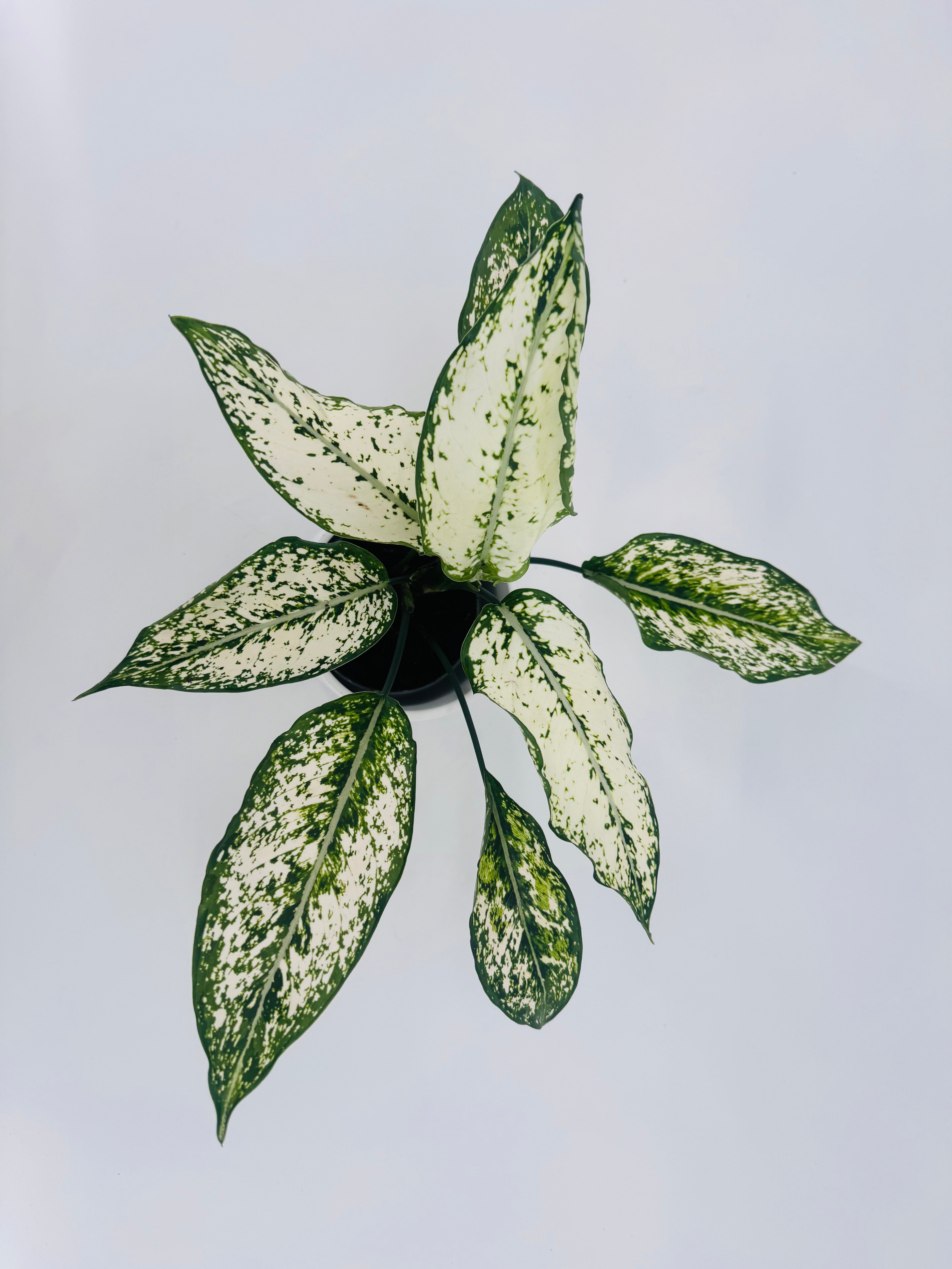 AGLAONEMA CRETE FLAME M9CM