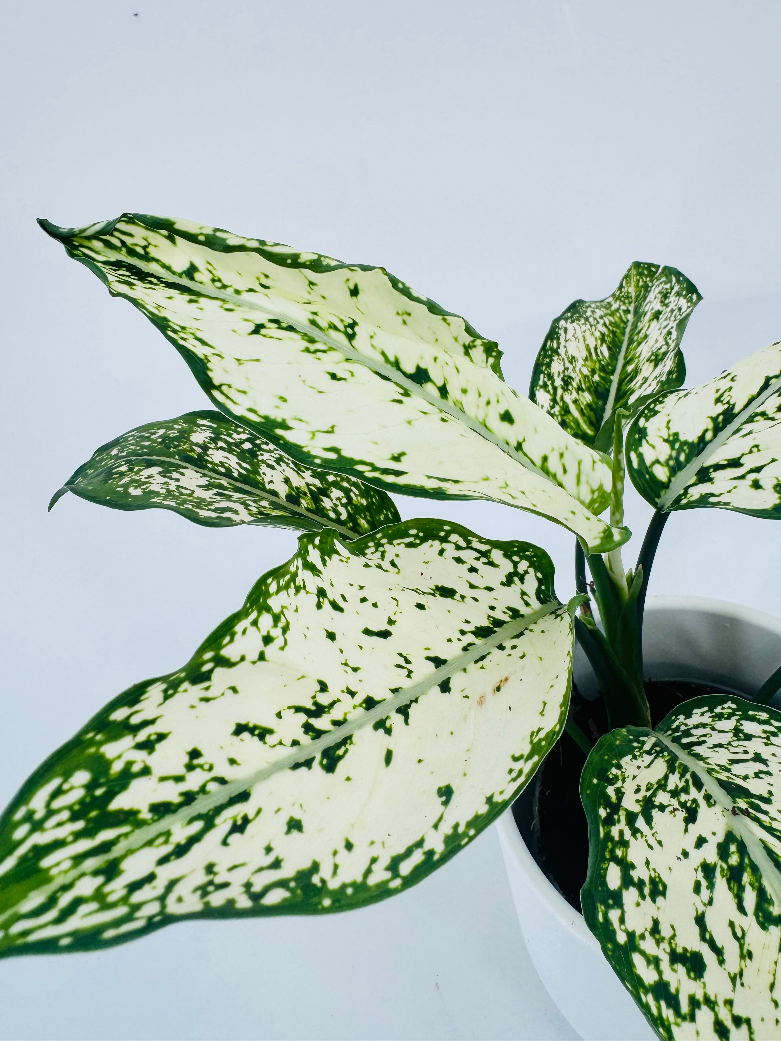 AGLAONEMA CRETE FLAME M9CM