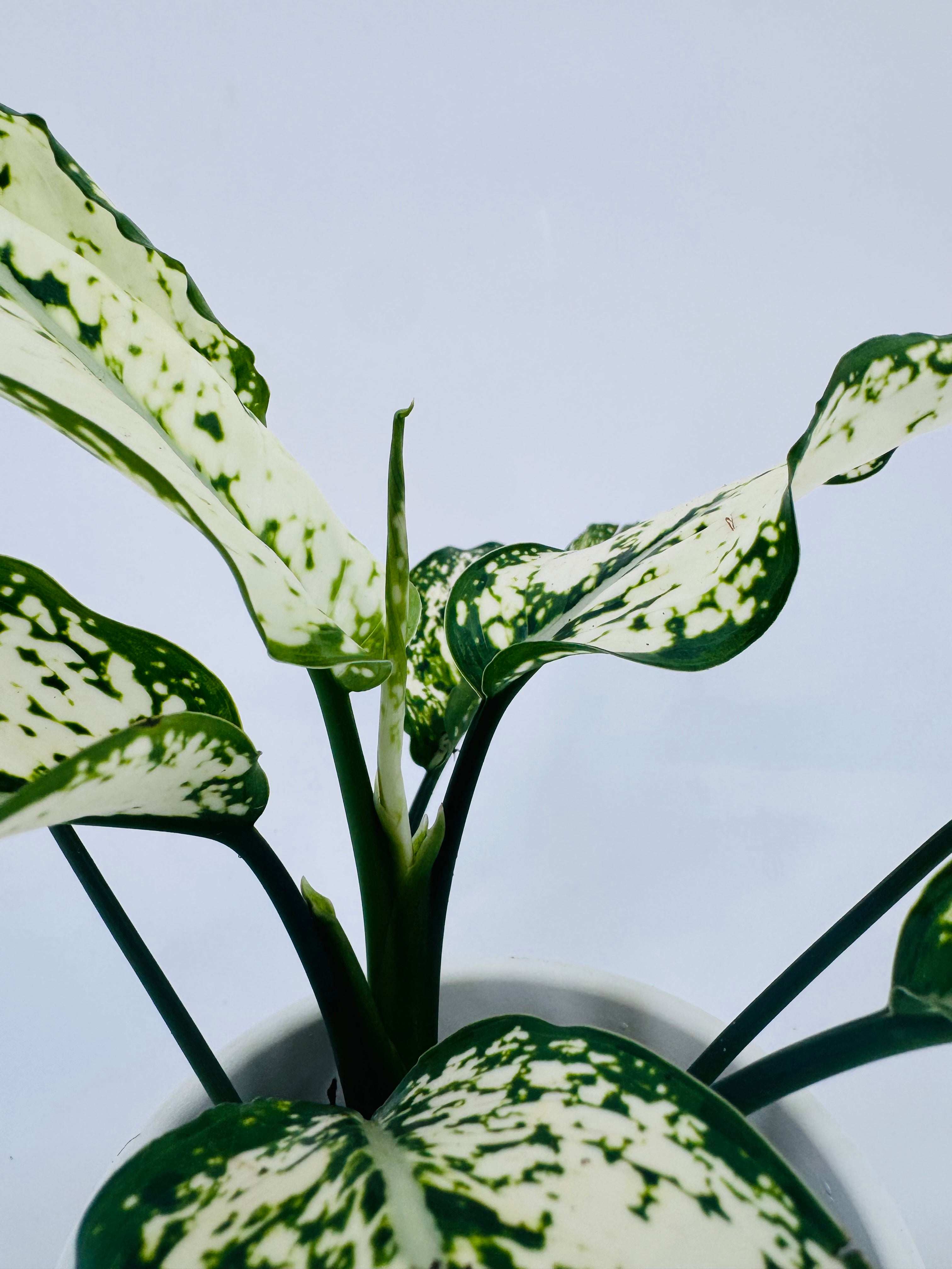 AGLAONEMA CRETE FLAME M9CM
