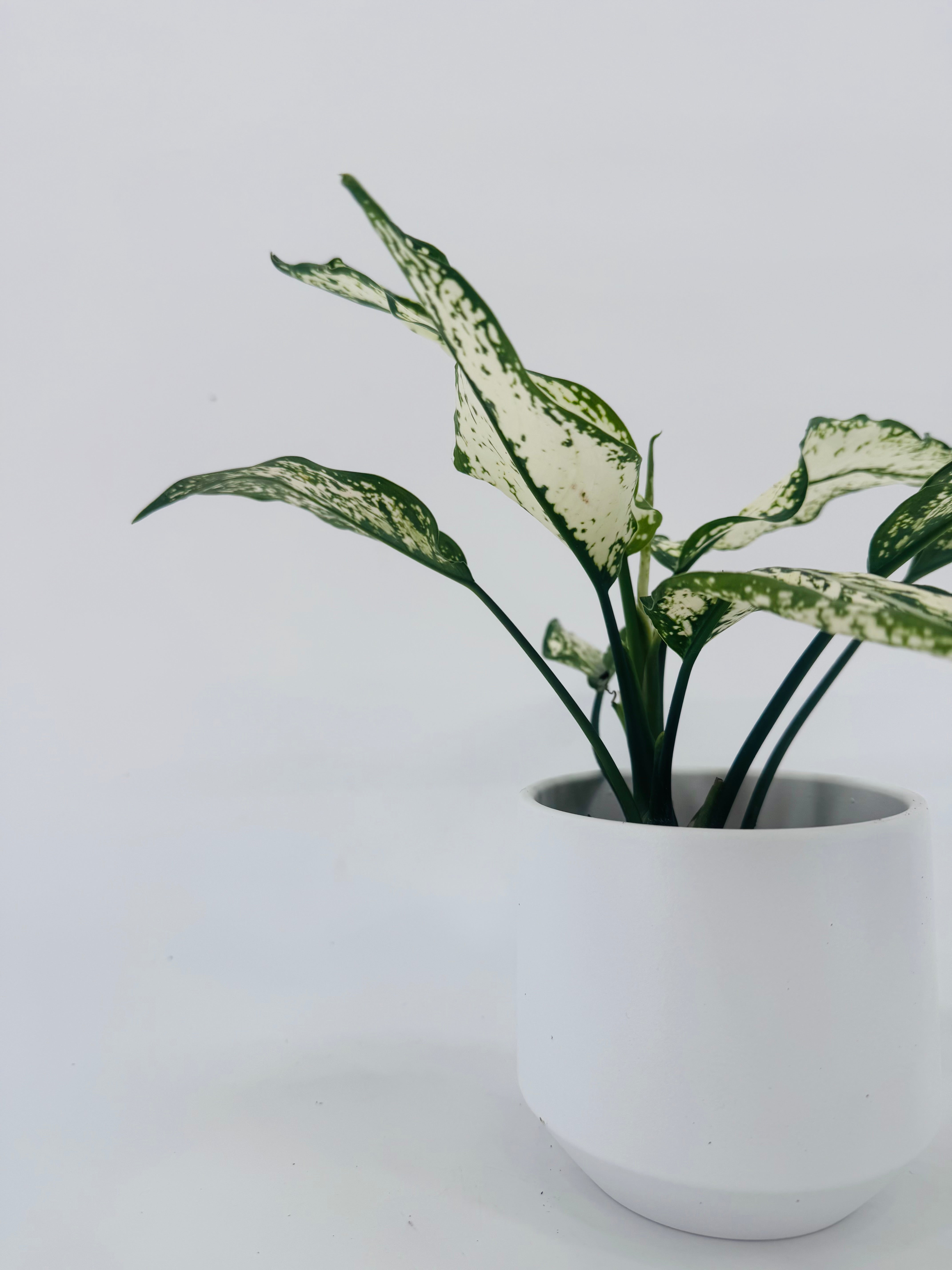 AGLAONEMA CRETE FLAME M9CM