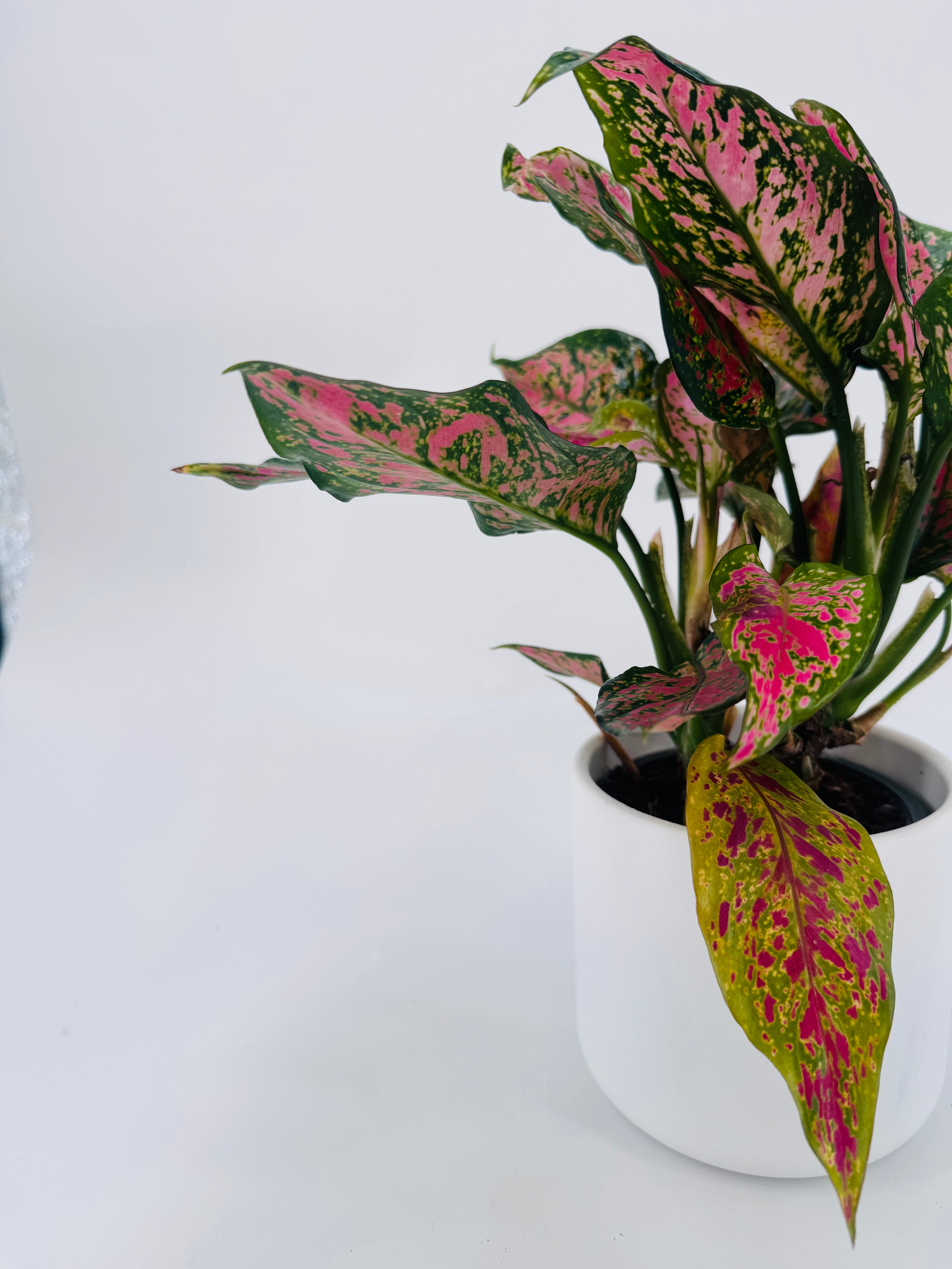 AGLAONEMA  M12