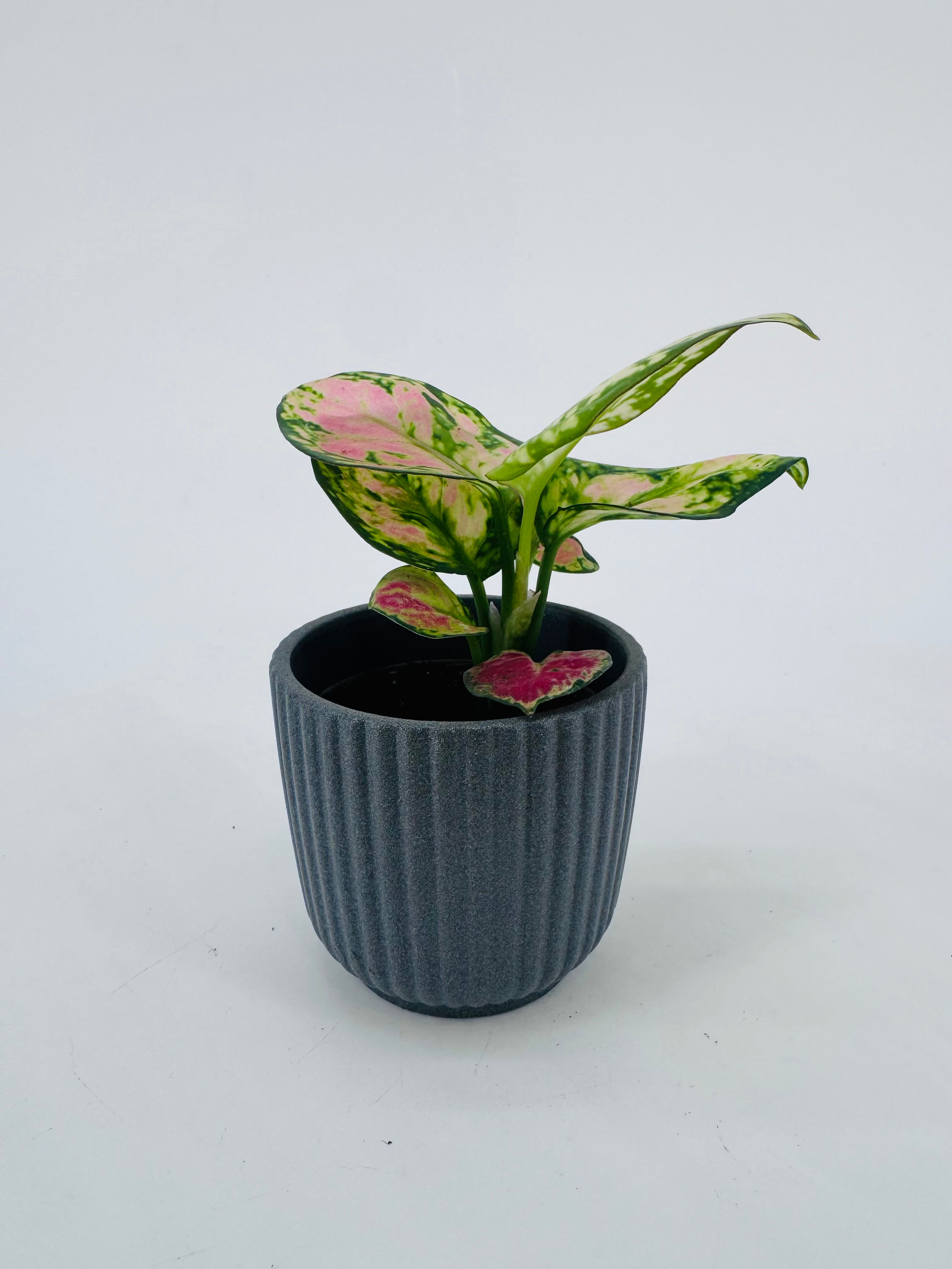 AGLAONEMA MIX M6