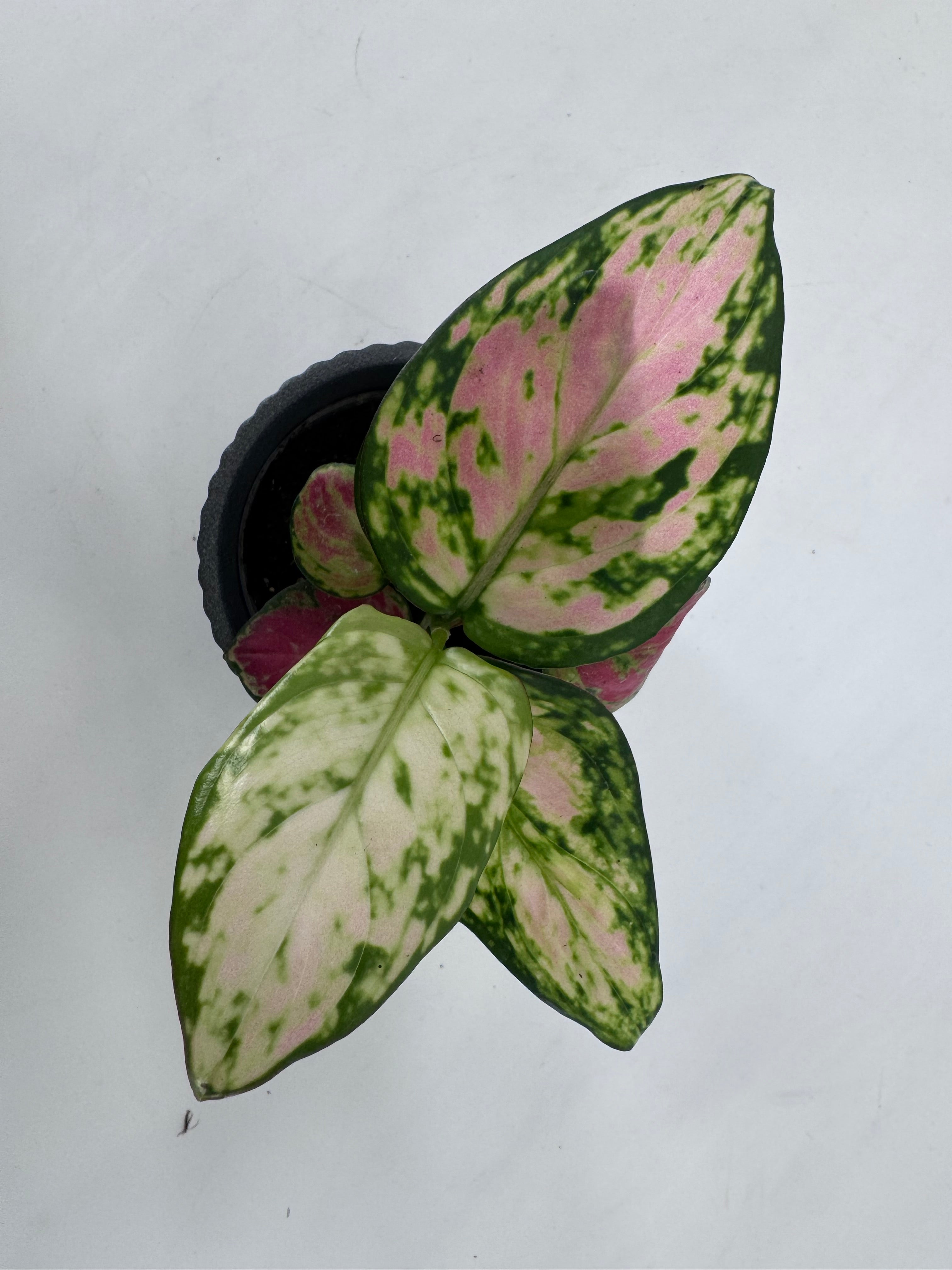 AGLAONEMA MIX M6