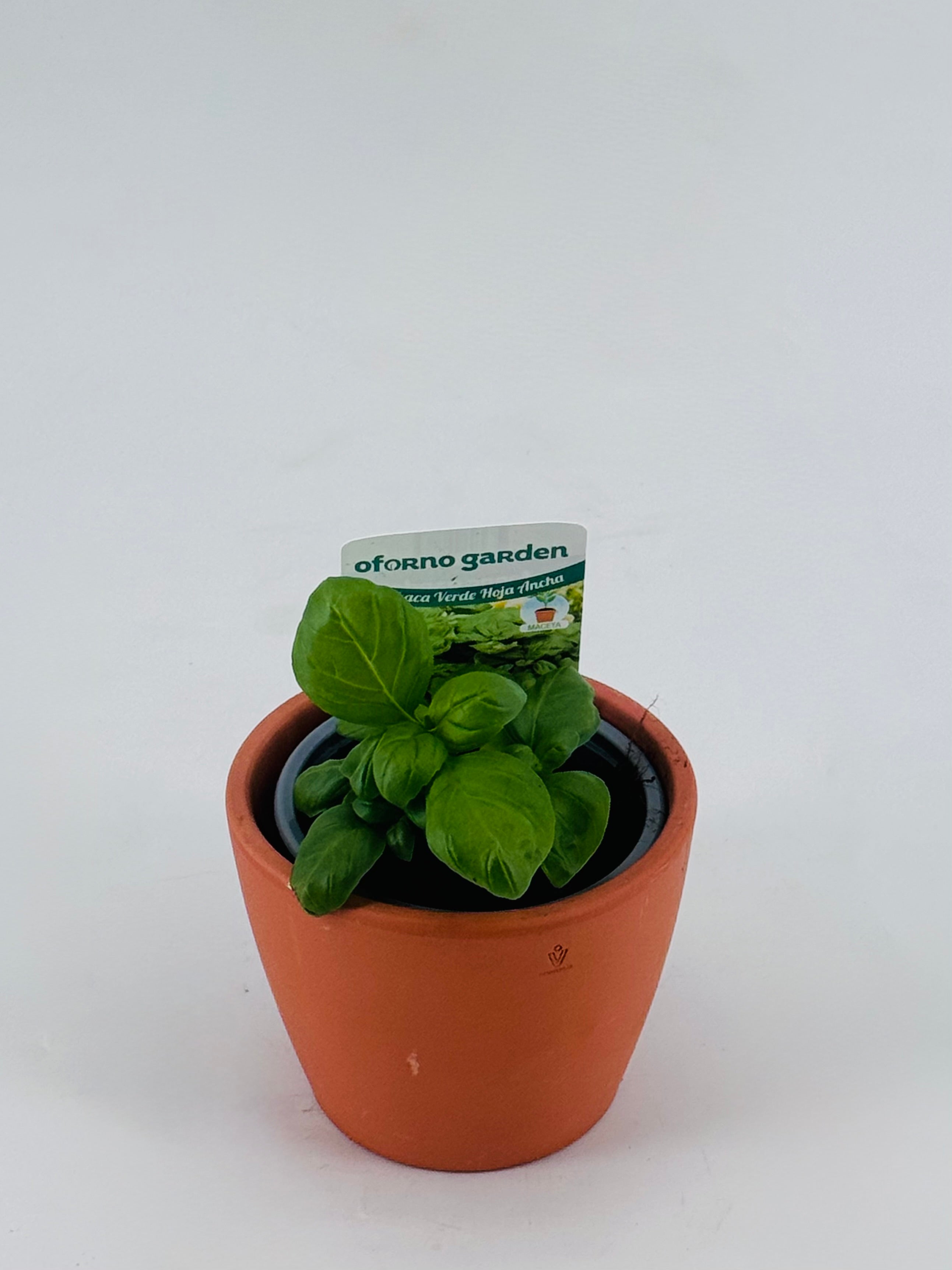 Albahaca verde hoja ancha en maceta de terracota, con etiqueta "oforno garden".