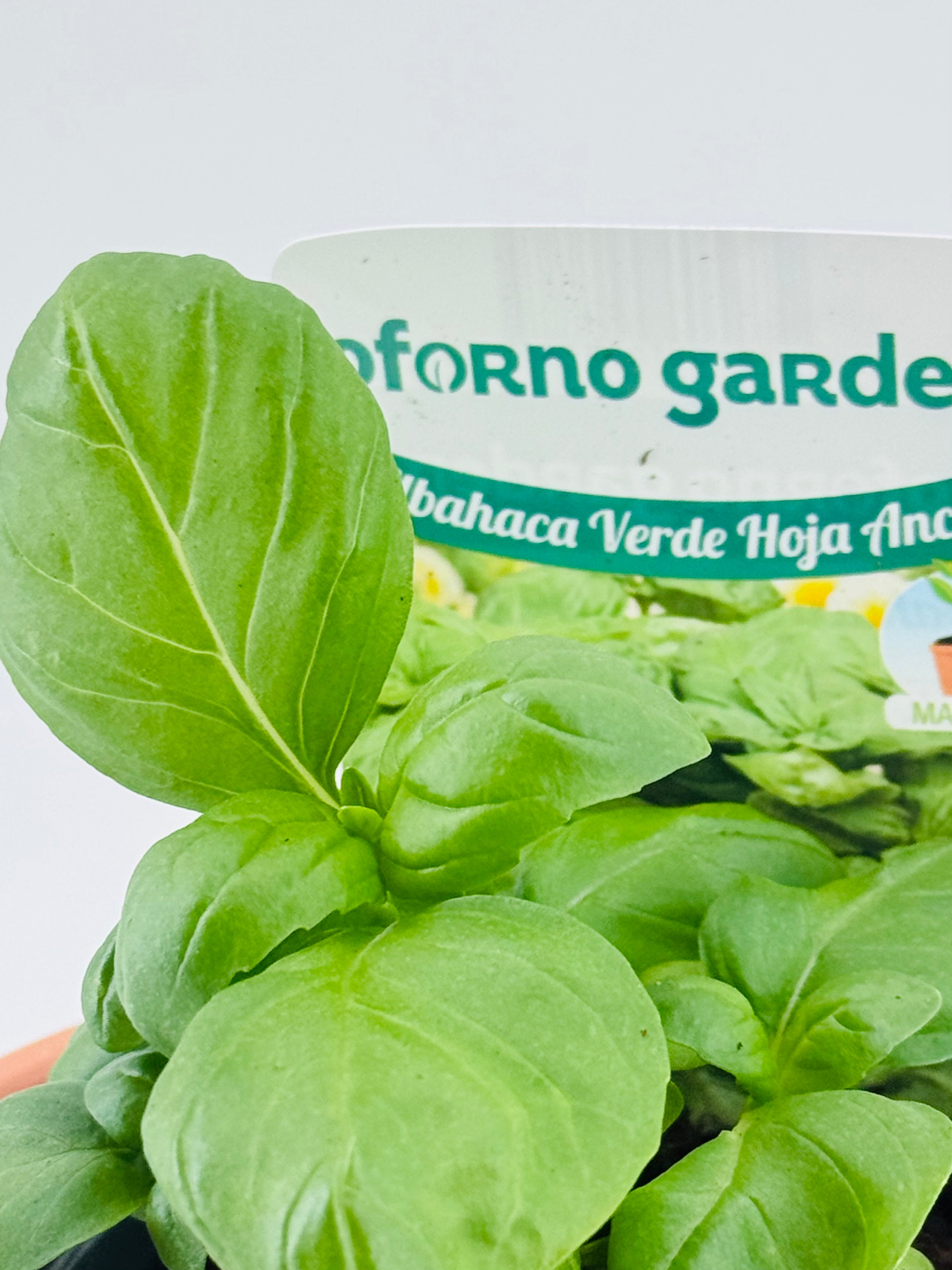 Planta de albahaca verde hoja ancha en maceta con etiqueta "FORNO garden".