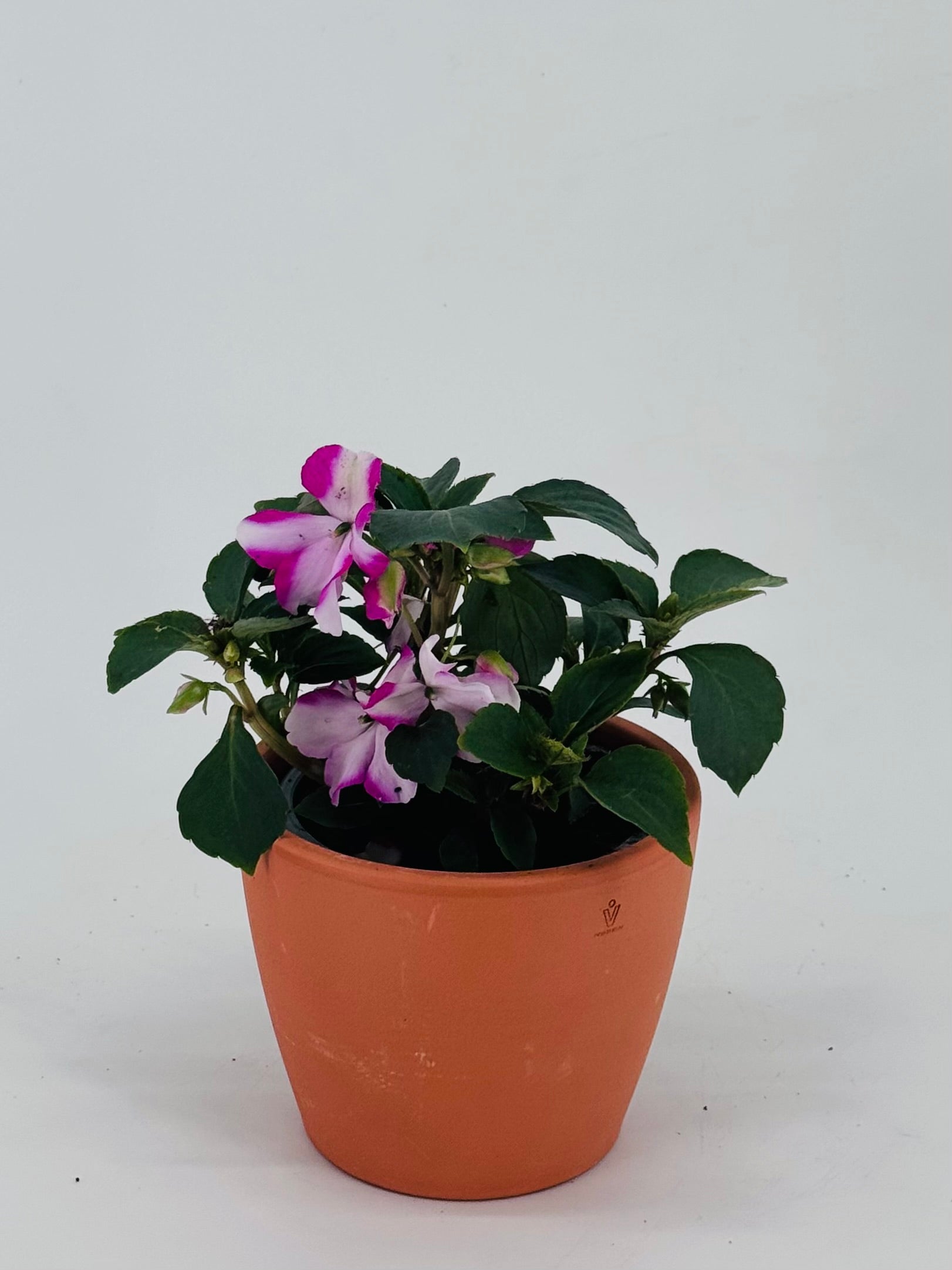 ALEGRIA DE LA CASA M10.5