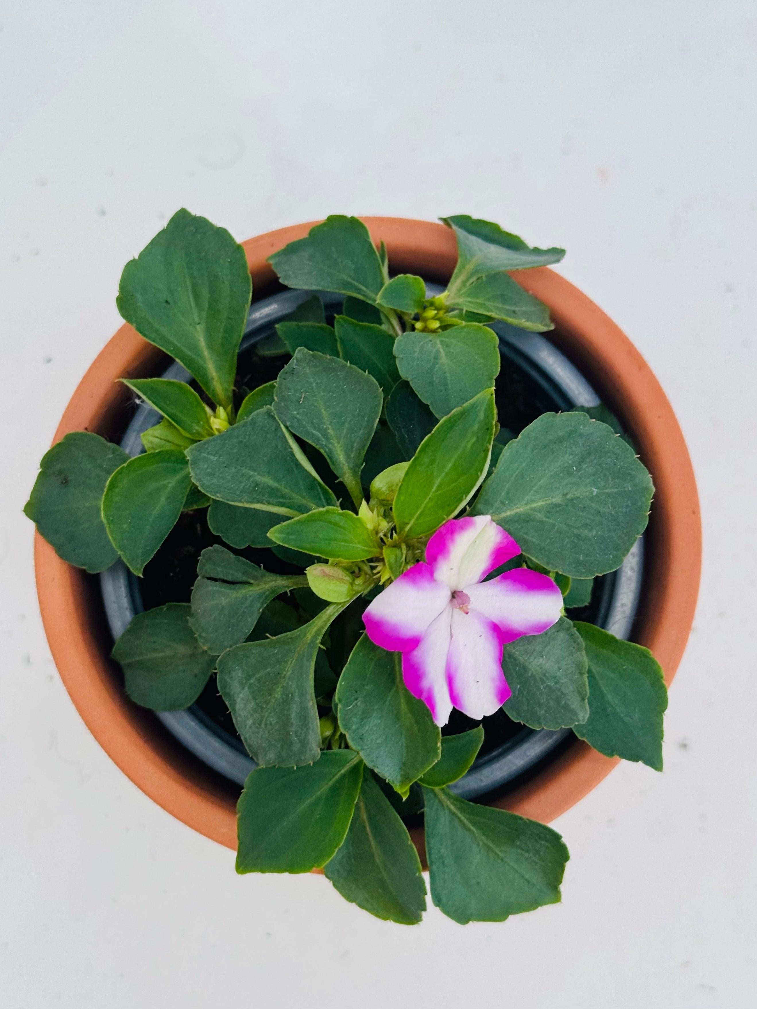 ALEGRIA DE LA CASA M10.5