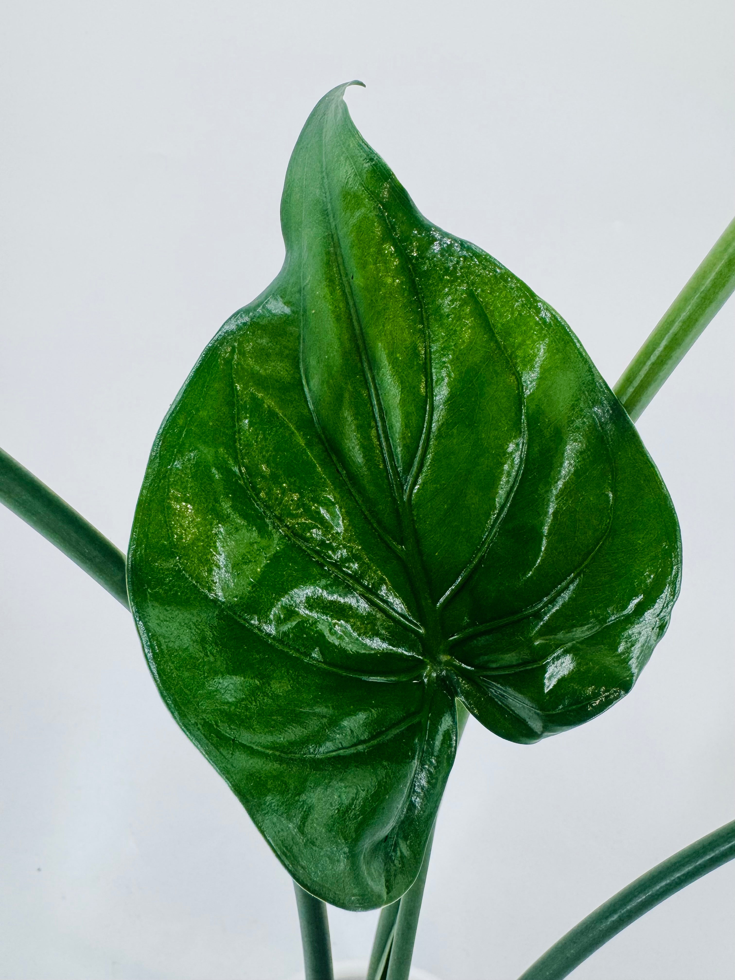 ALOCASIA CUCULLATA M17