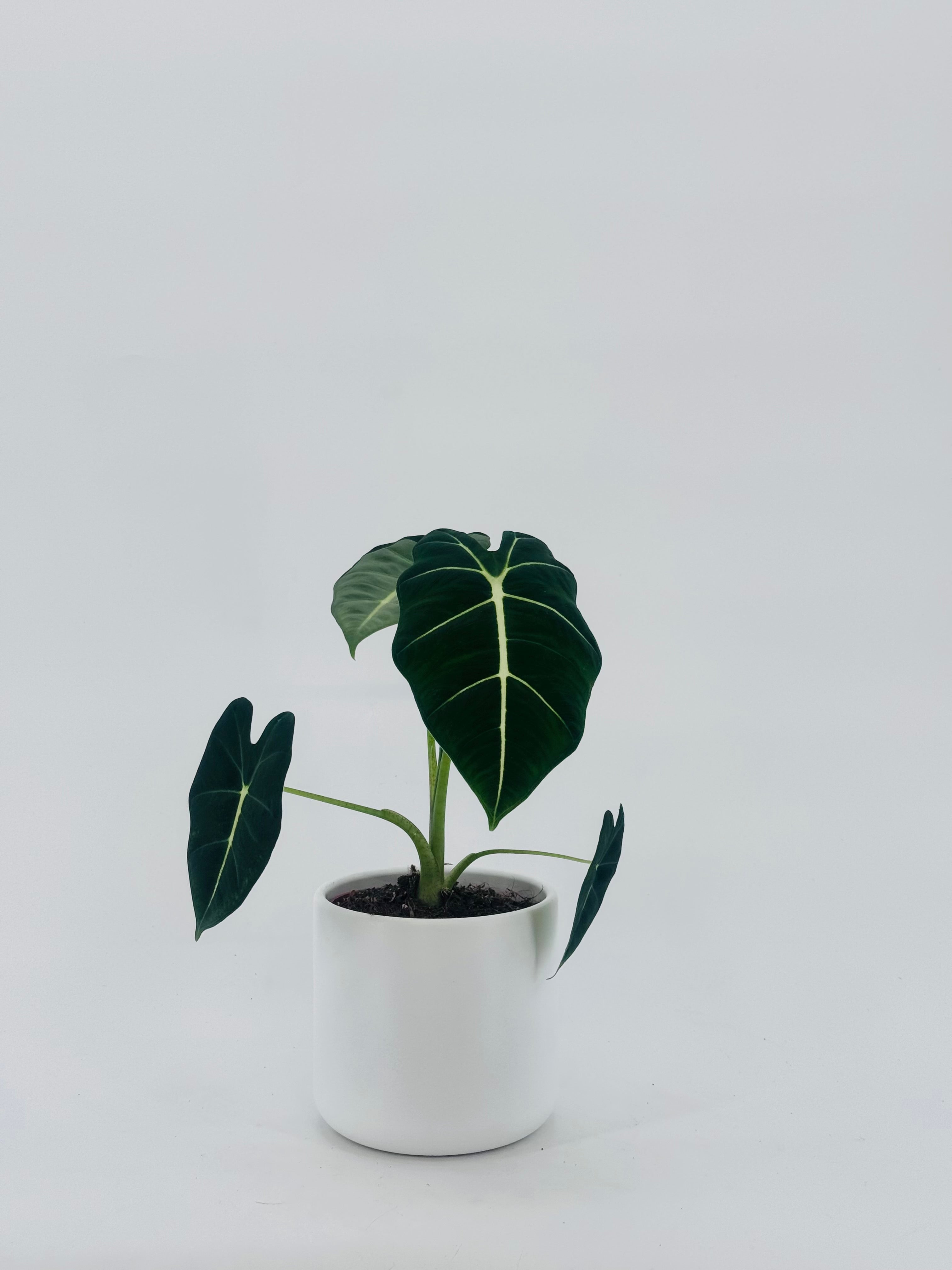 ALOCASIA FRYDEK M12