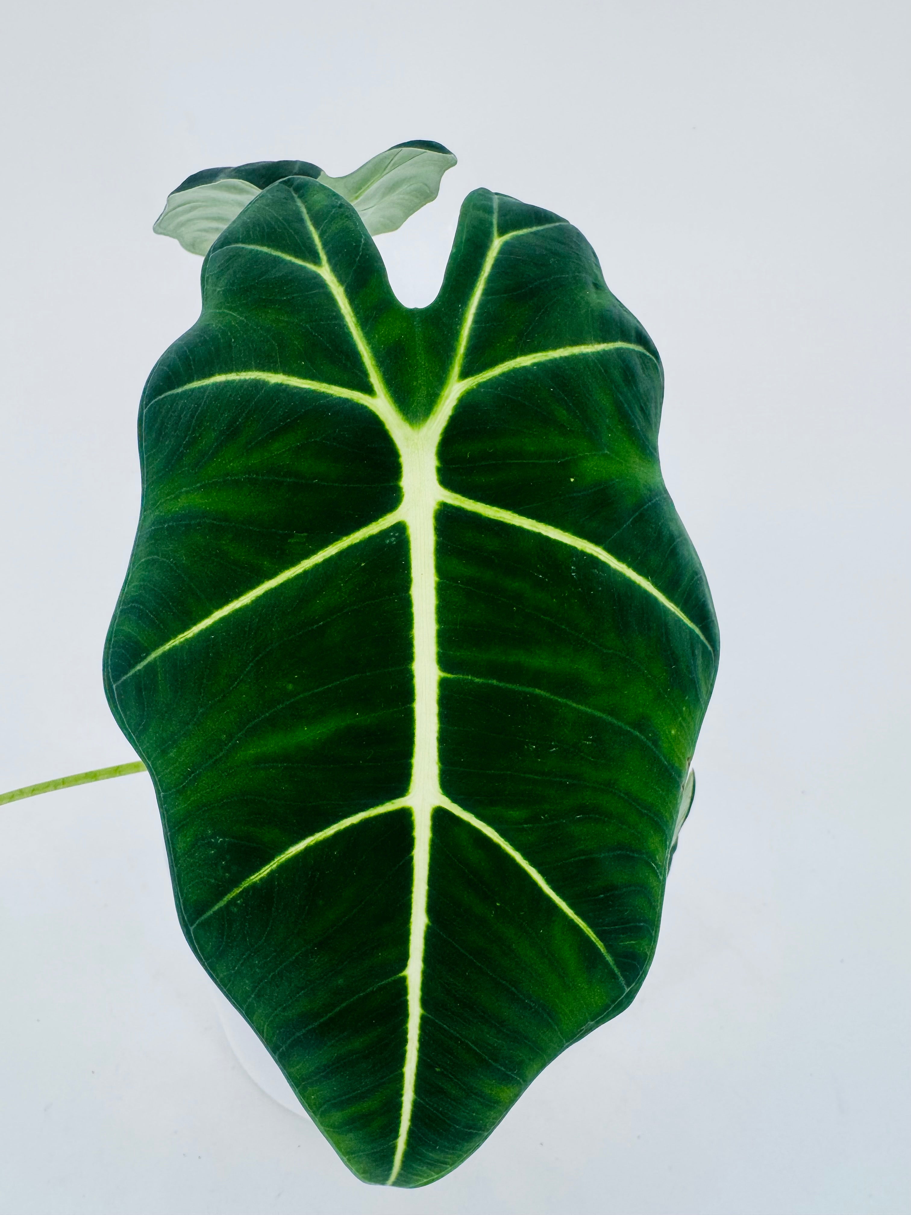 ALOCASIA FRYDEK M12