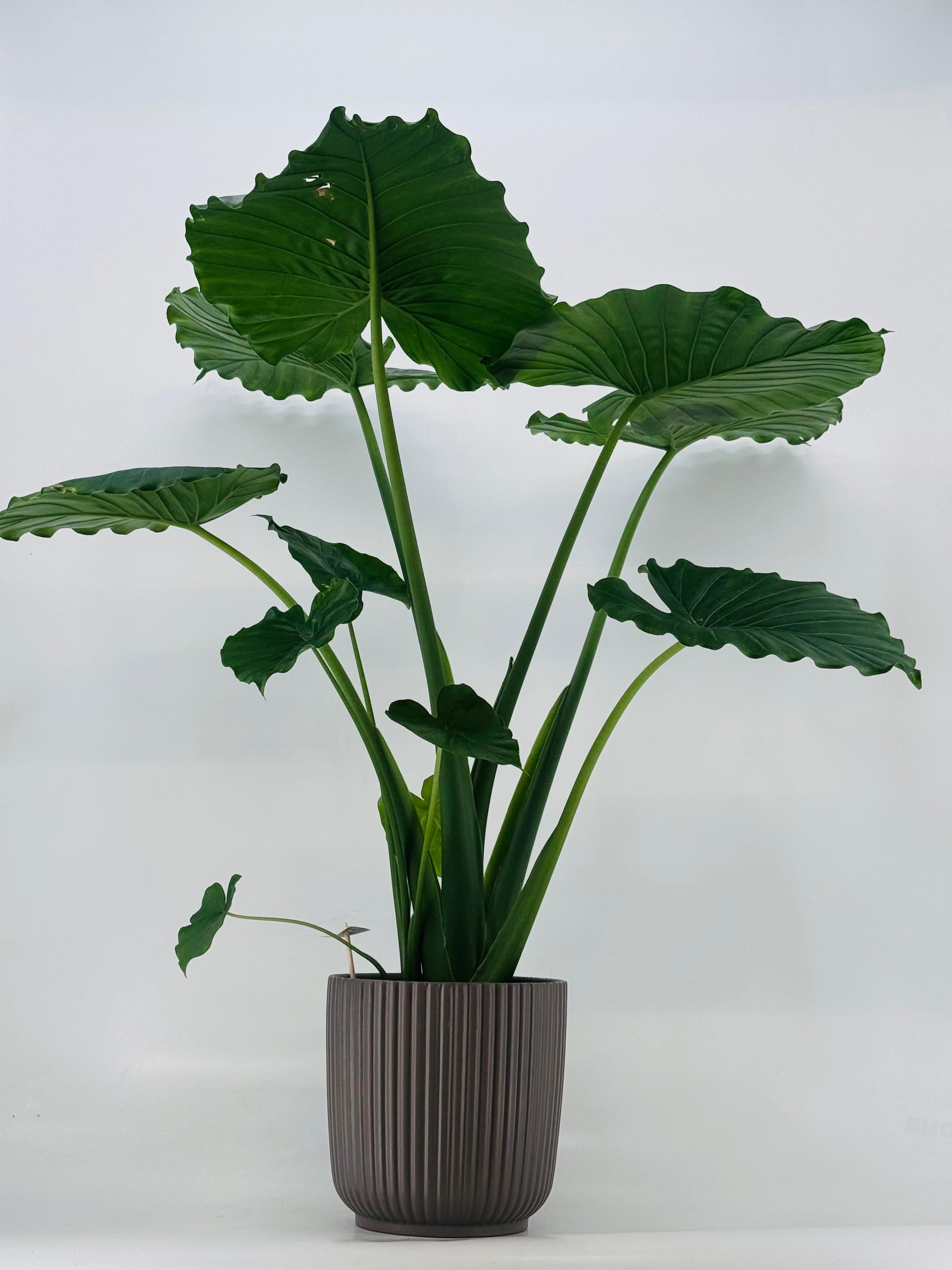 ALOCASIA GAGEANA CALIFORNIA M21