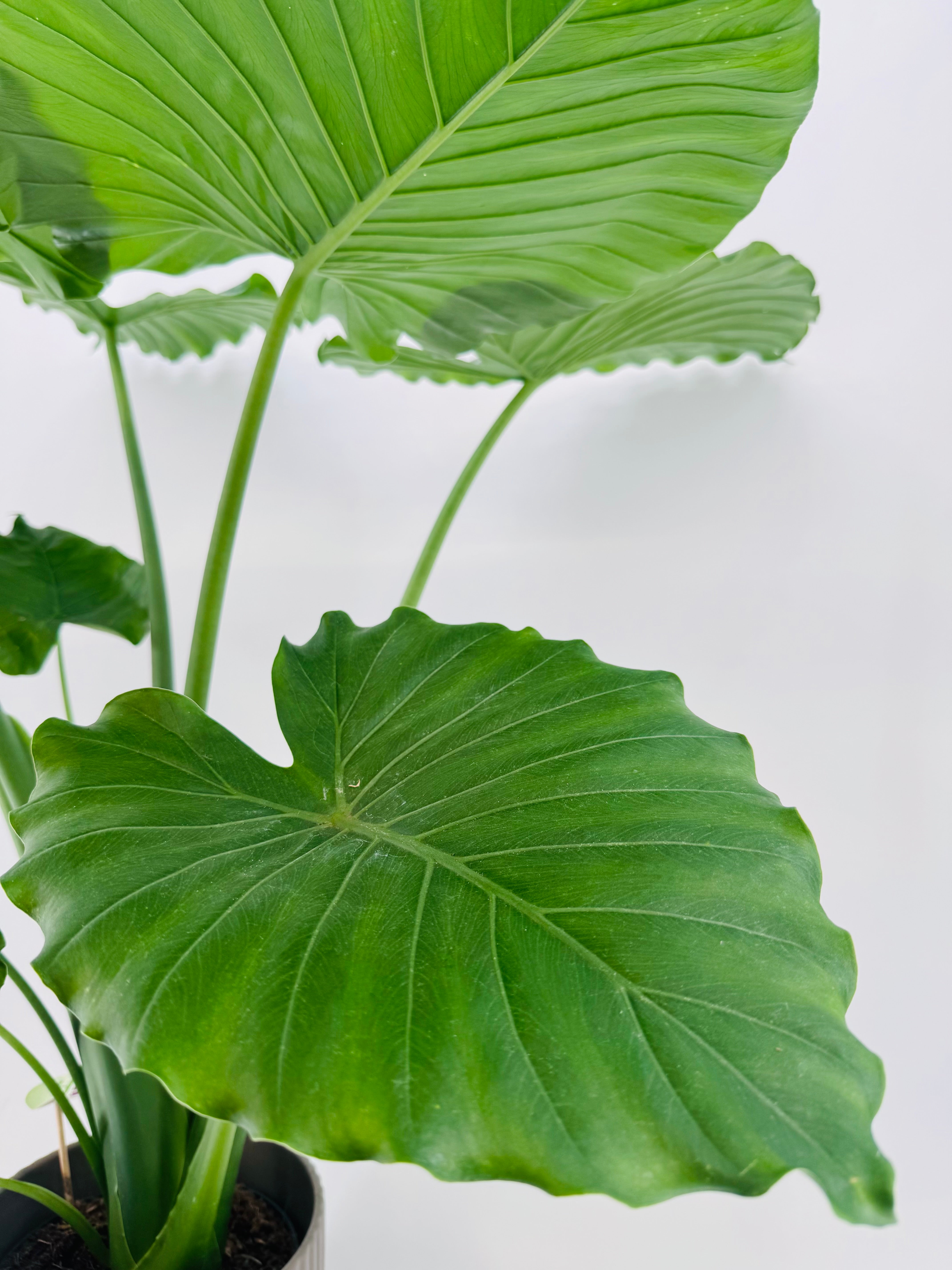 ALOCASIA GAGEANA CALIFORNIA M21