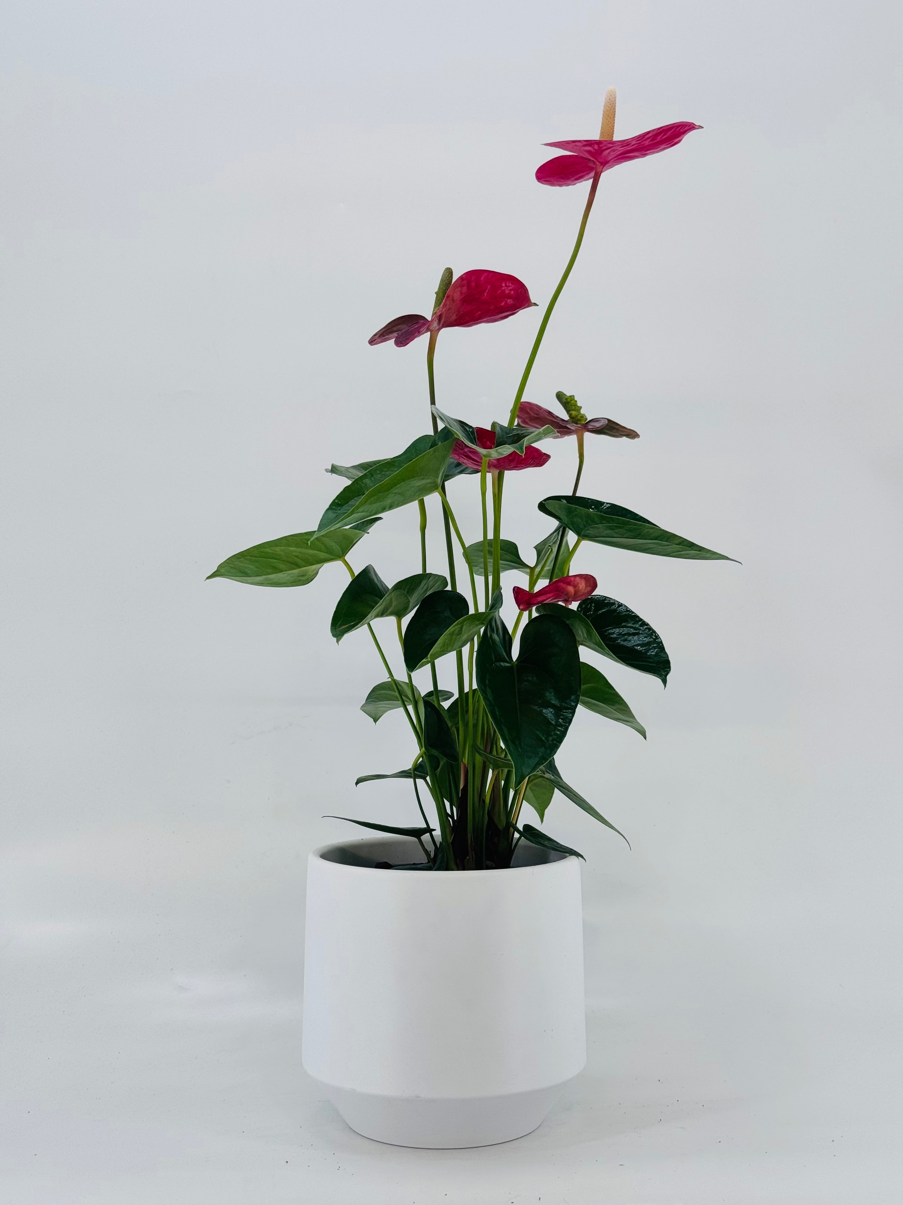 ANTHURIUM ANDR.17CM MIX MEZCLADO
