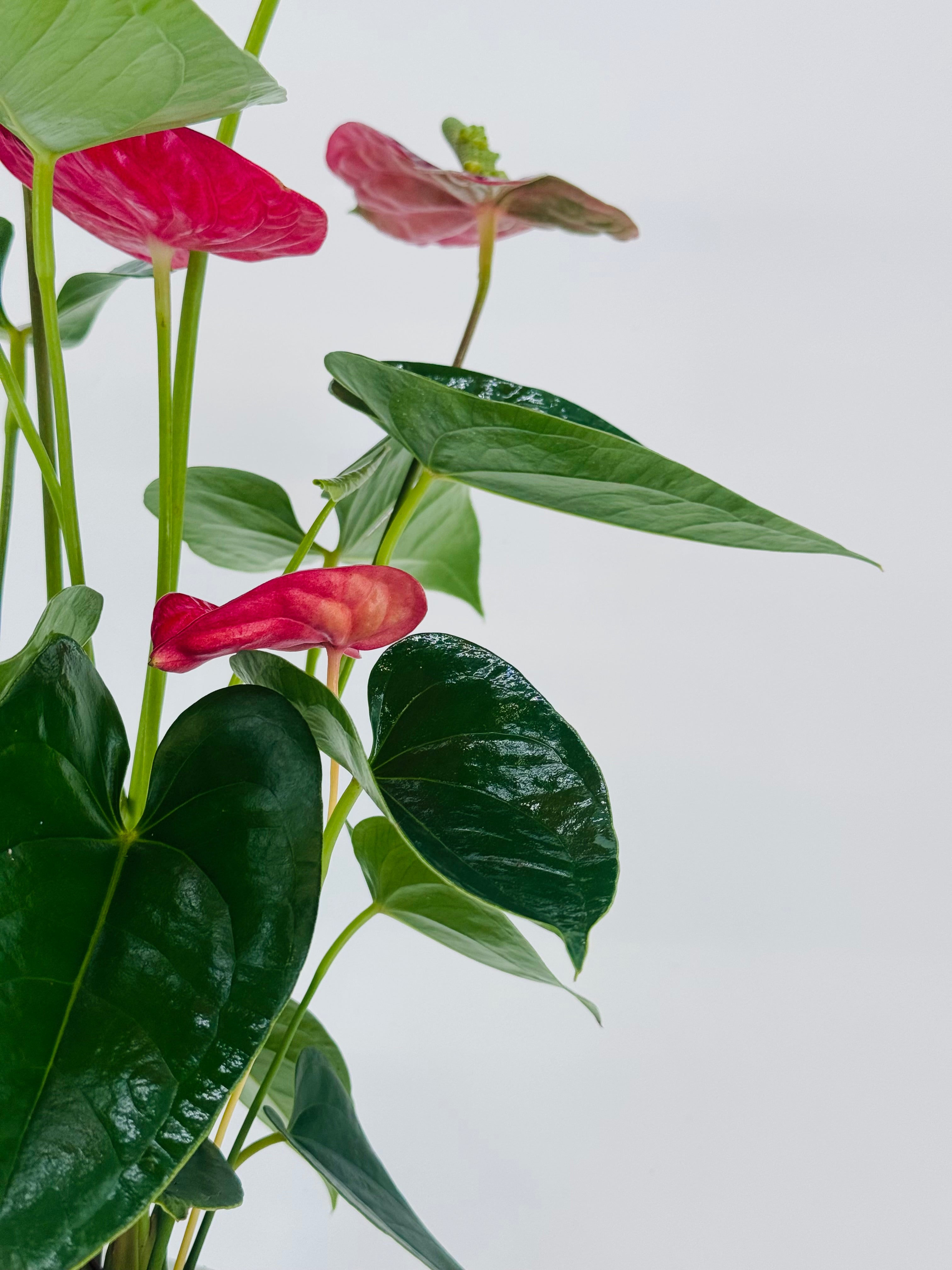 ANTHURIUM ANDR.17CM MIX MEZCLADO