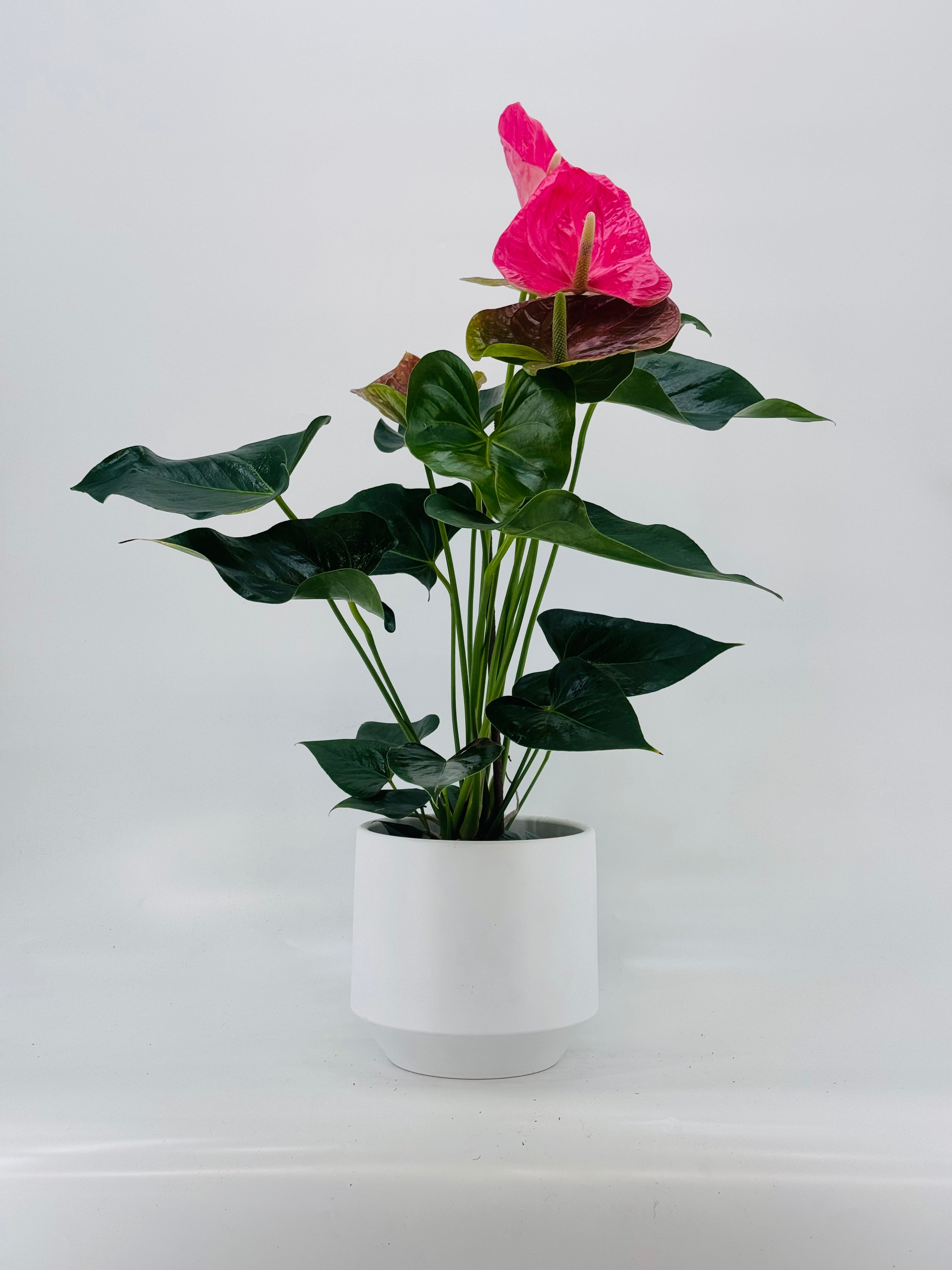 ANTHURIUM ANDR. 4 COLORES M17