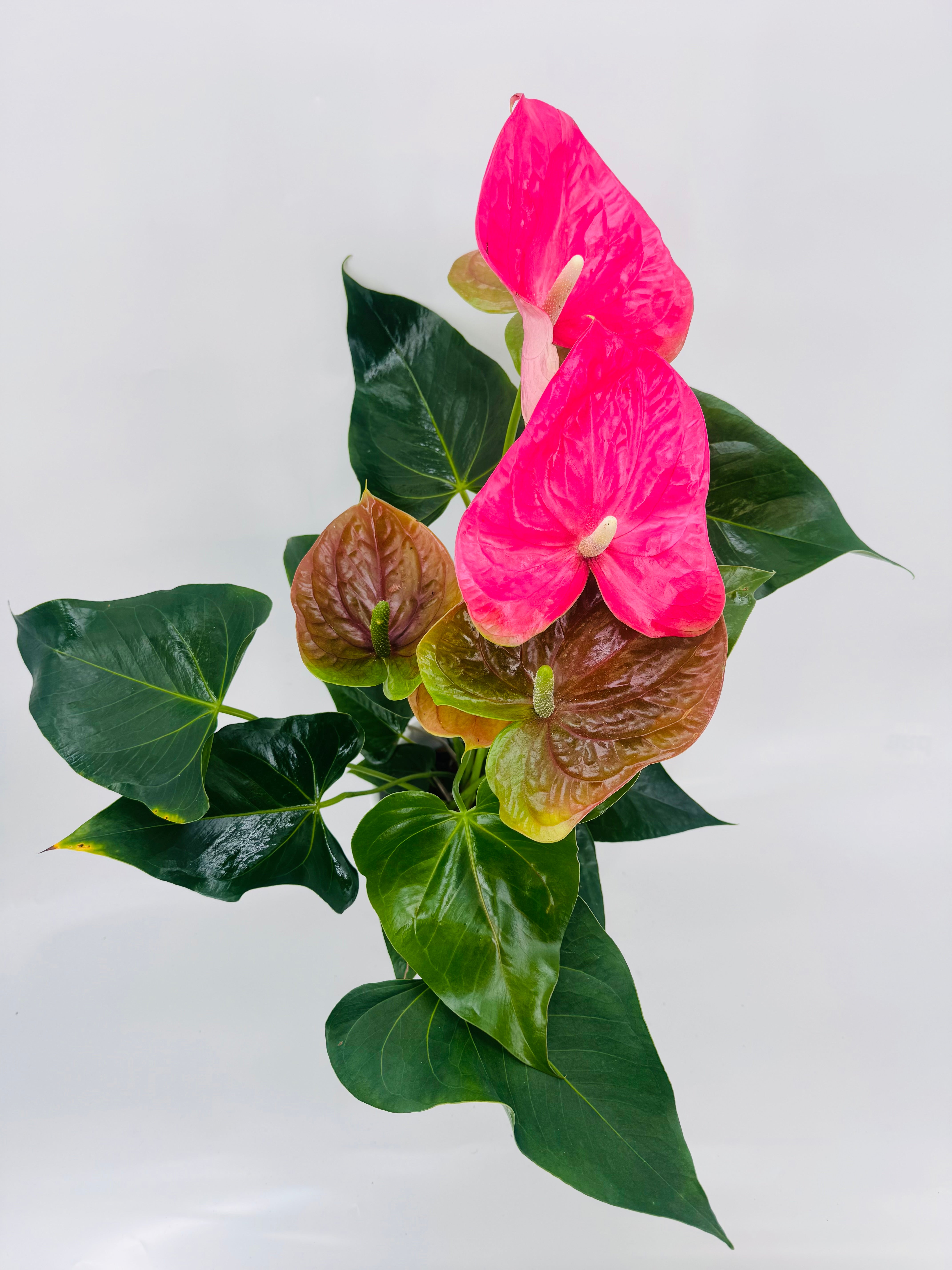 ANTHURIUM ANDR. 4 COLORES M17