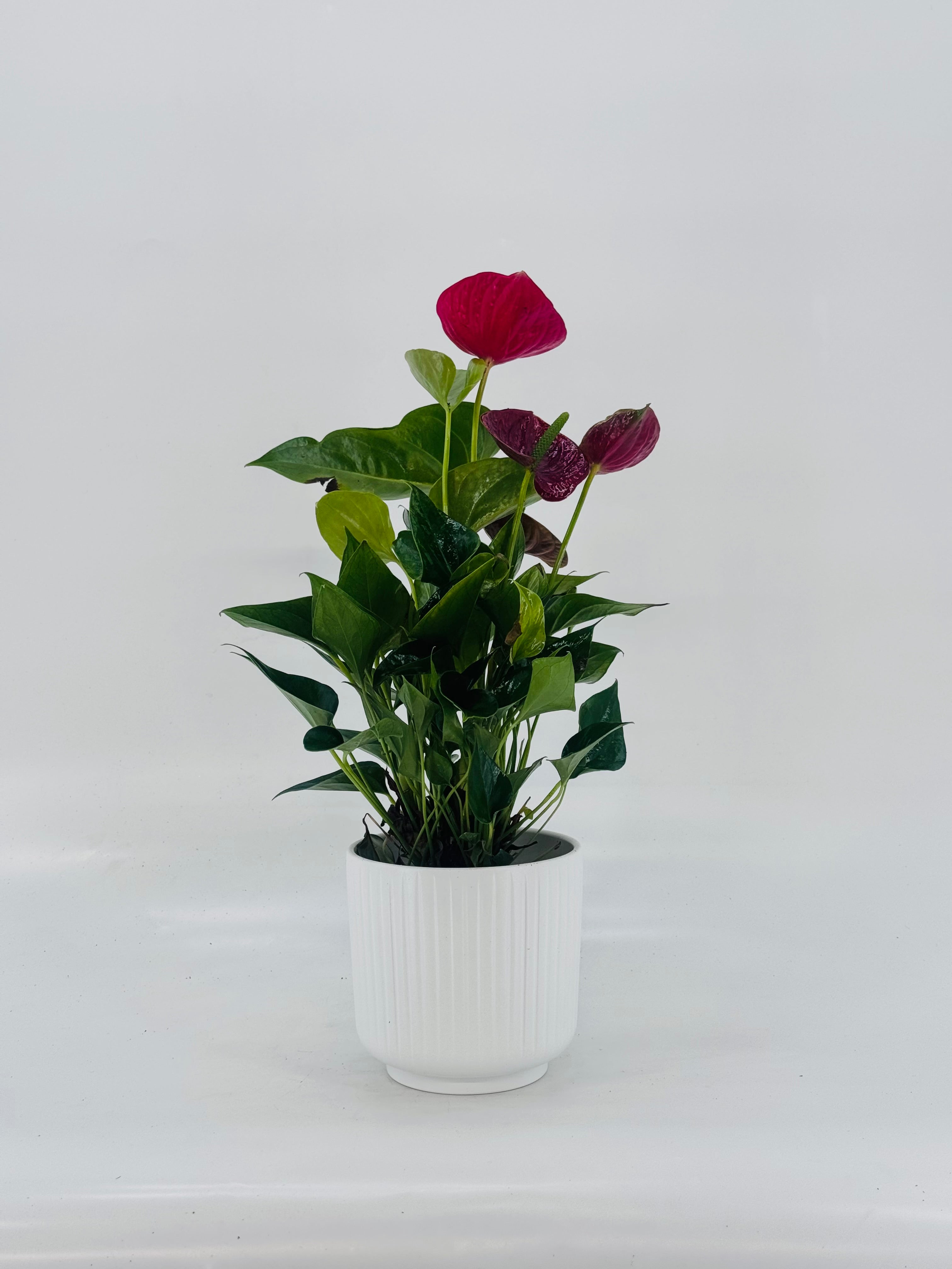 ANTHURIUM ANDR. DIAMOND MIX M12