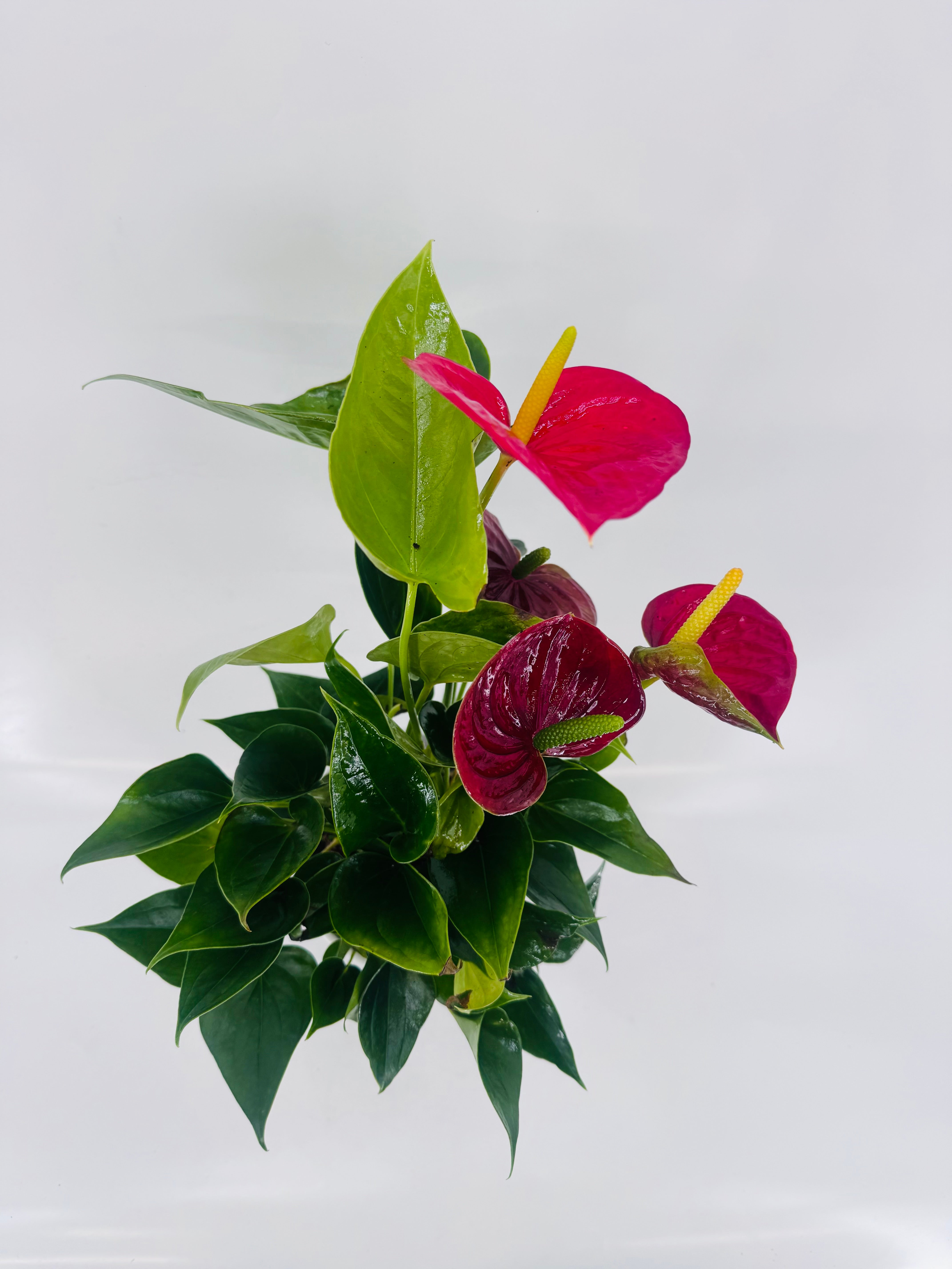 ANTHURIUM ANDR. DIAMOND MIX M12