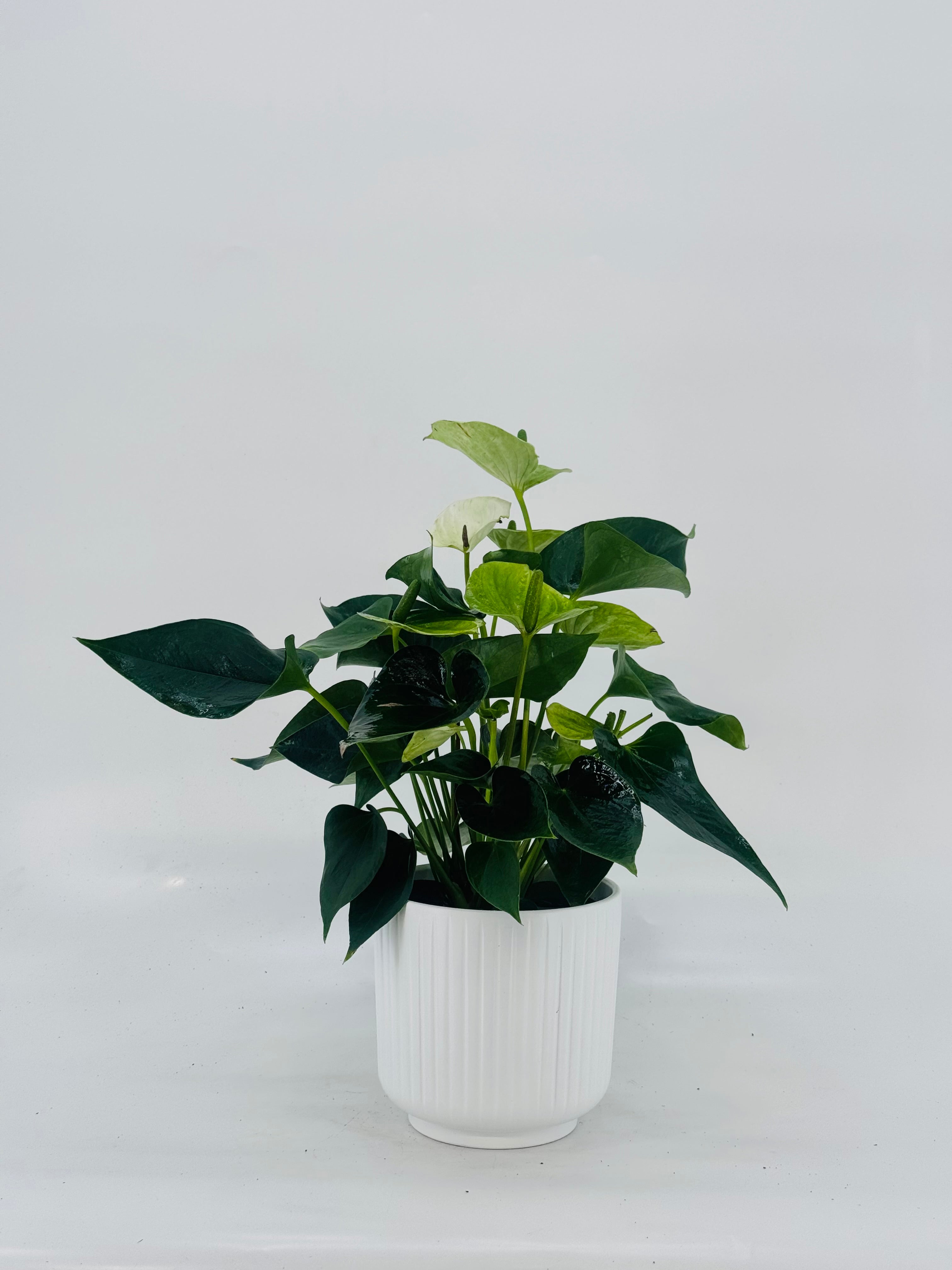 ANTHURIUM ANDR. M12 MIX