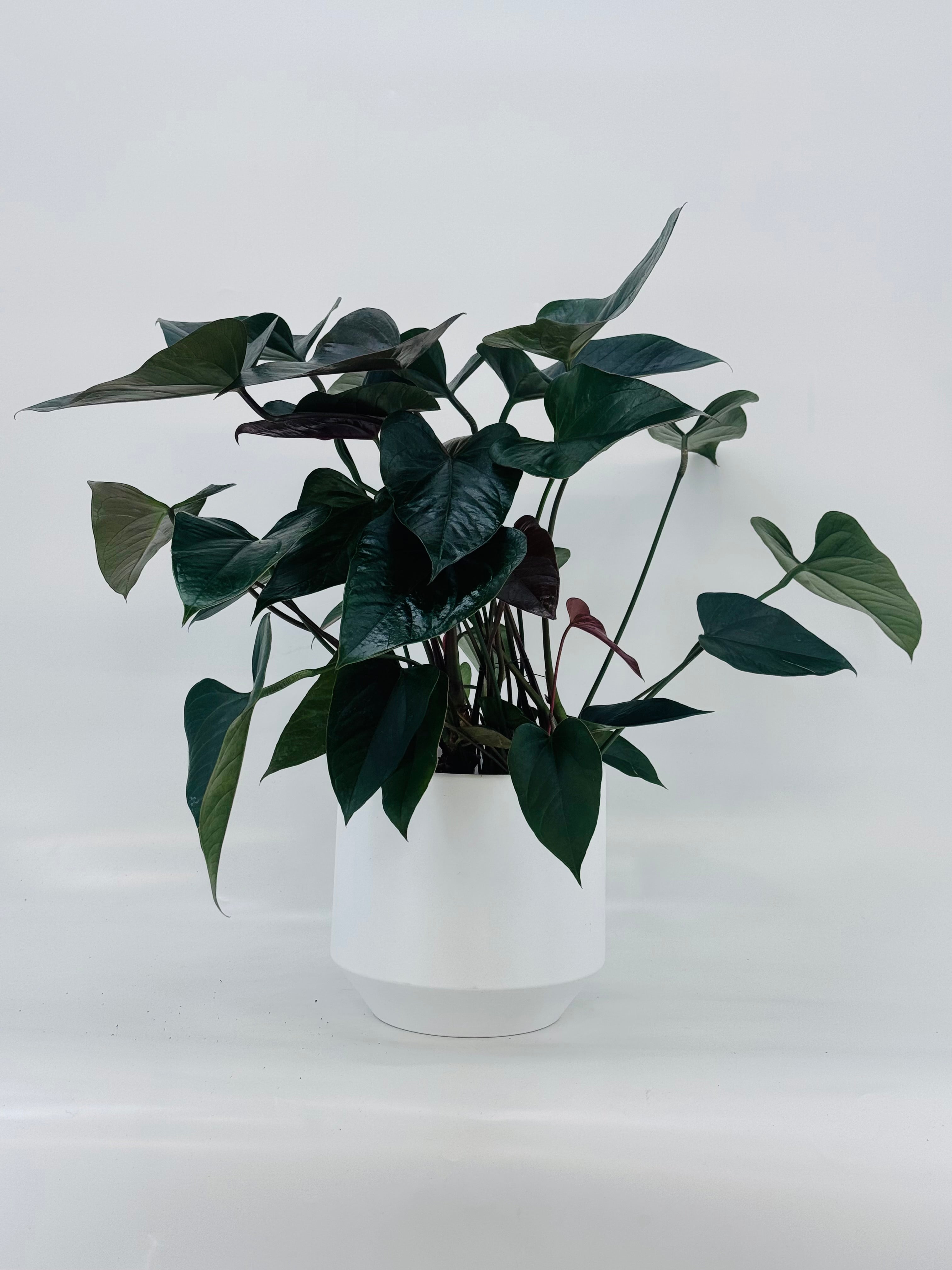 ANTHURIUM ANDR. MIX M17