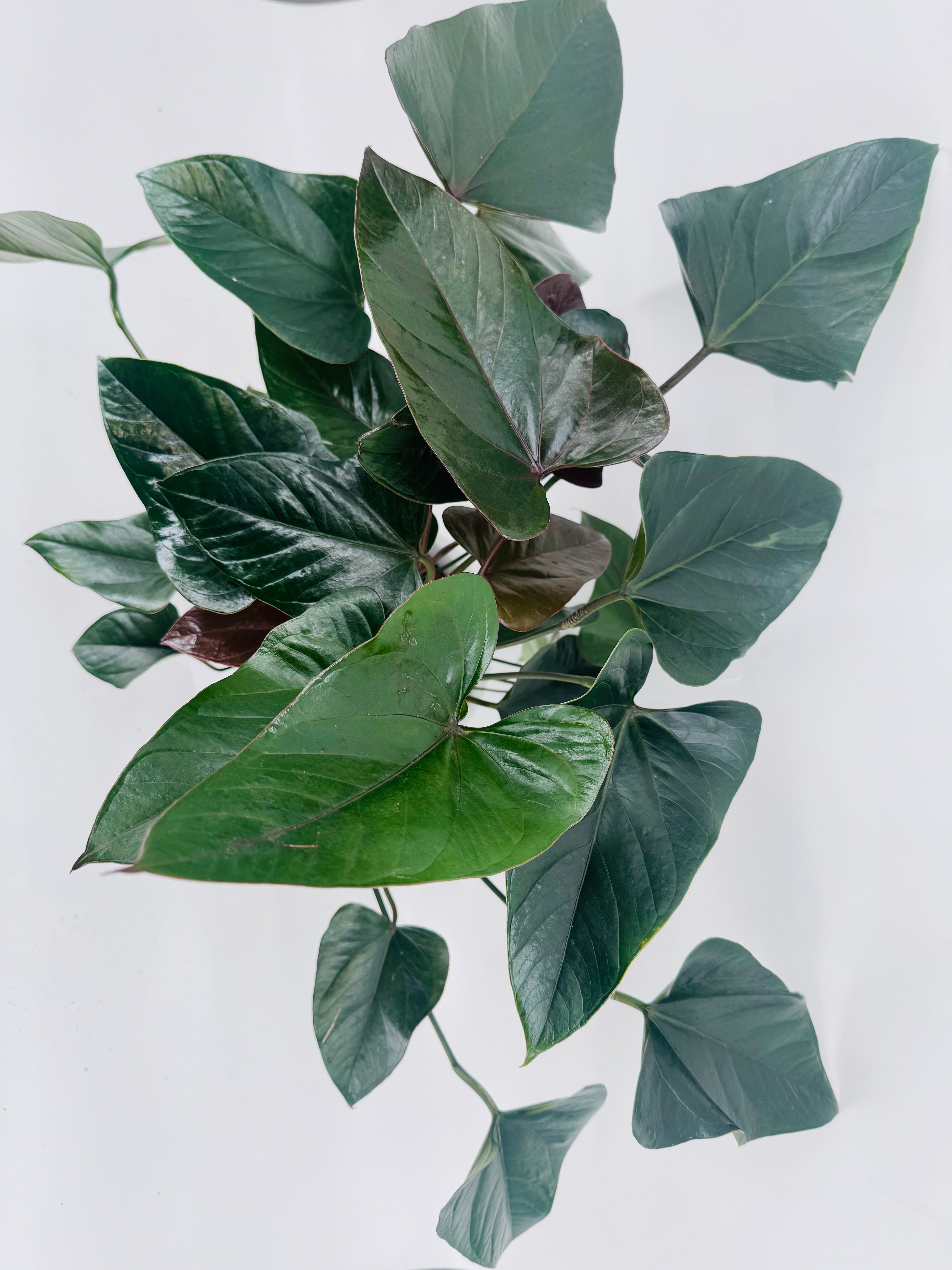 ANTHURIUM ANDR. MIX M17