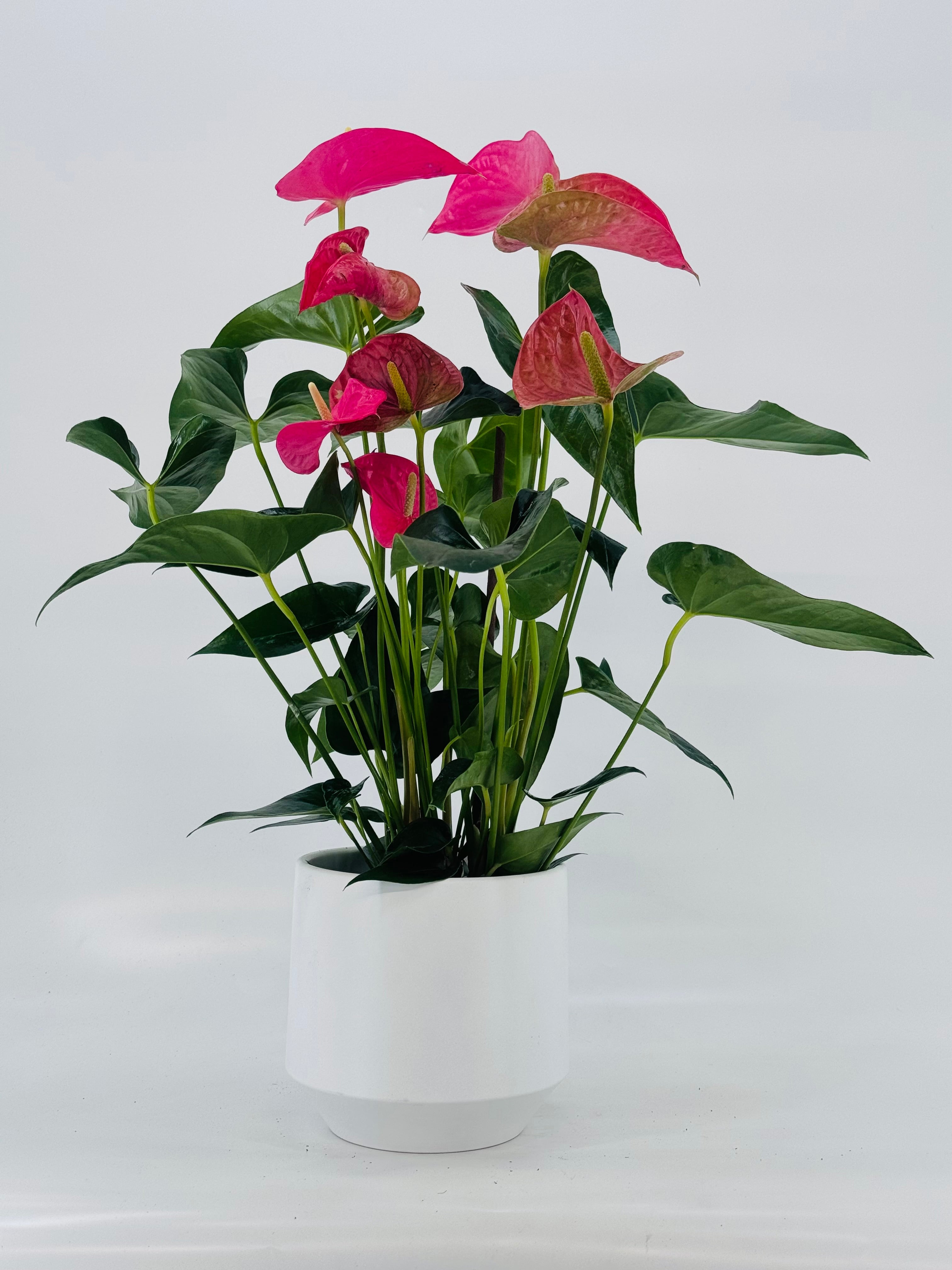ANTHURIUM ANDR MIX M17