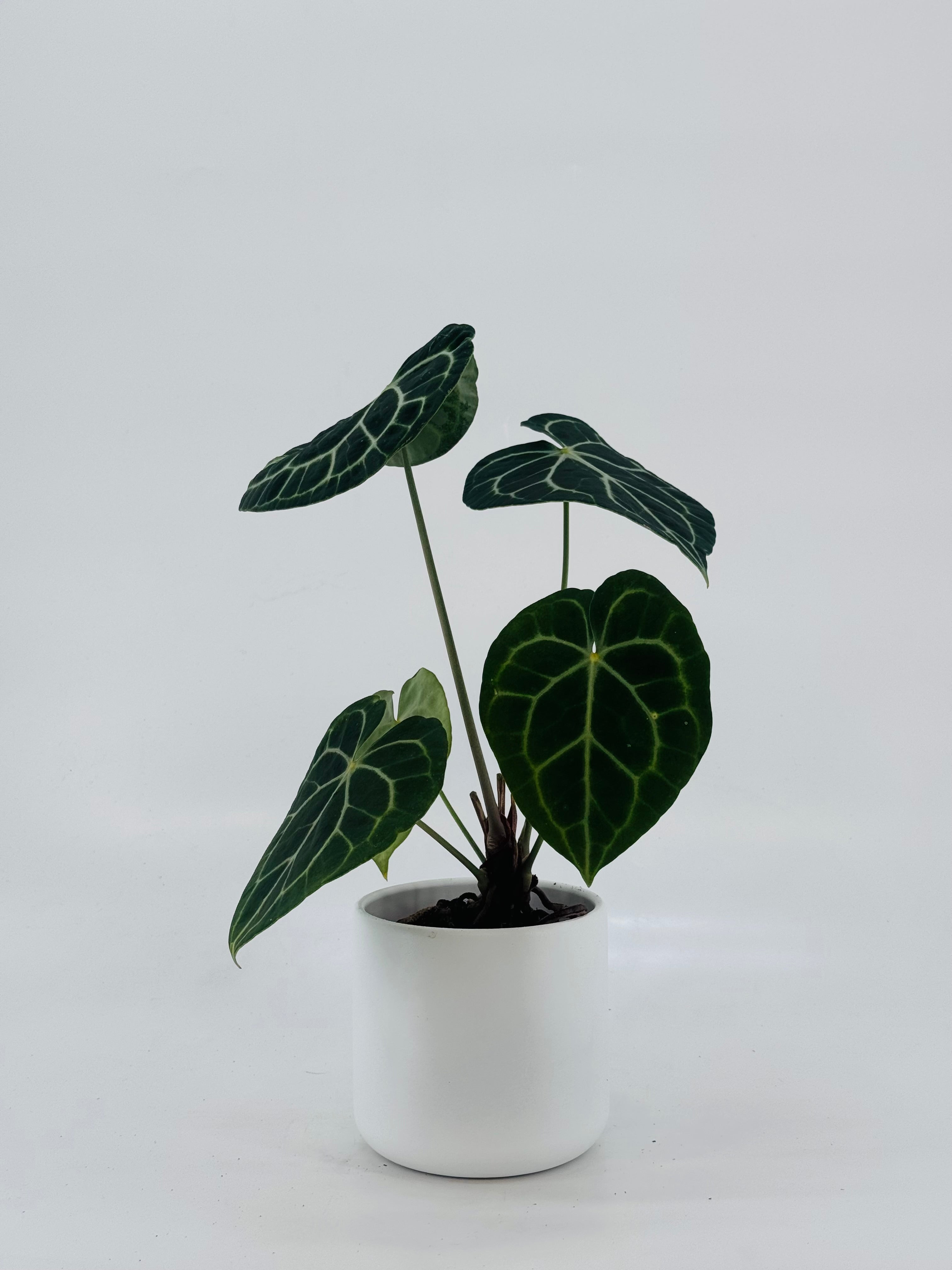 ANTHURIUM CLARINERVIUM M12