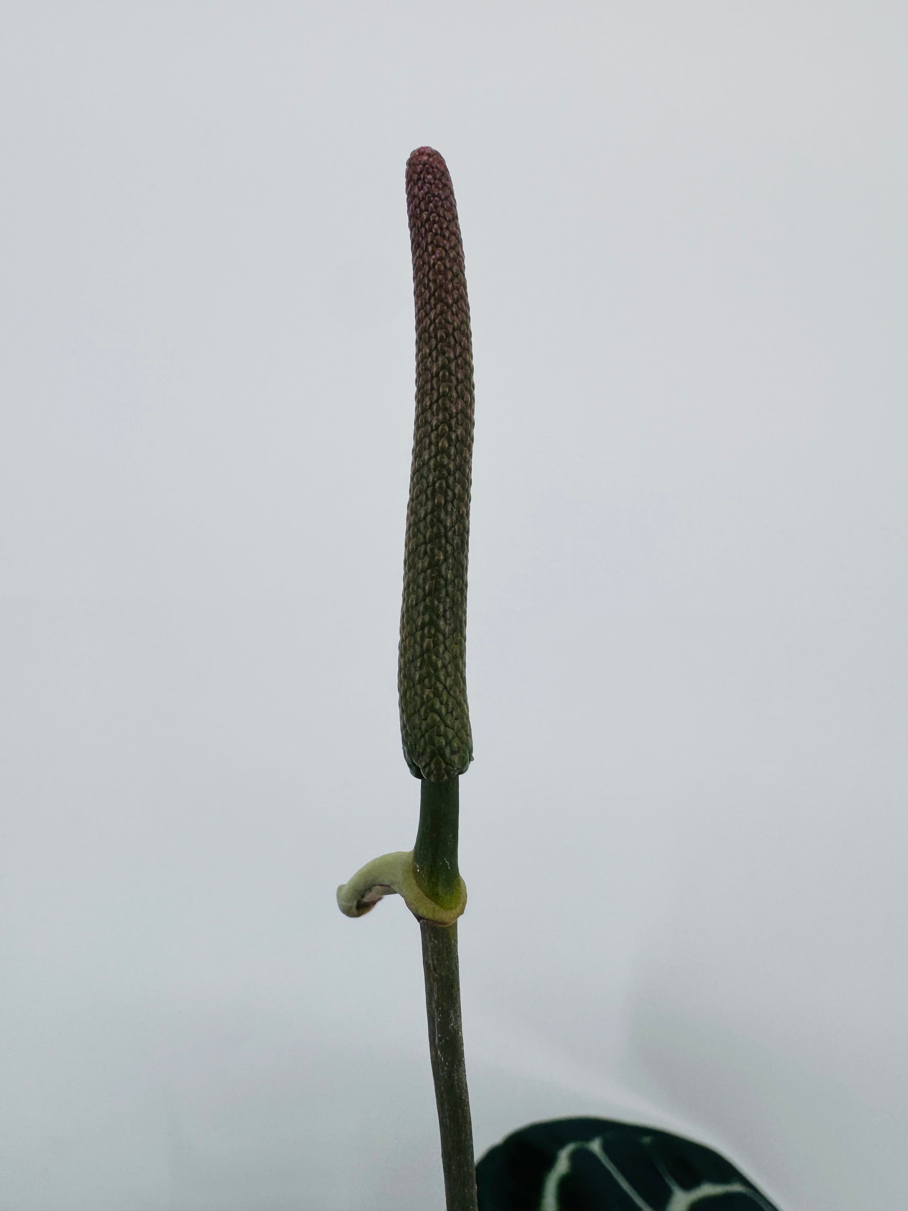 ANTHURIUM CRYSTALLINUM M21