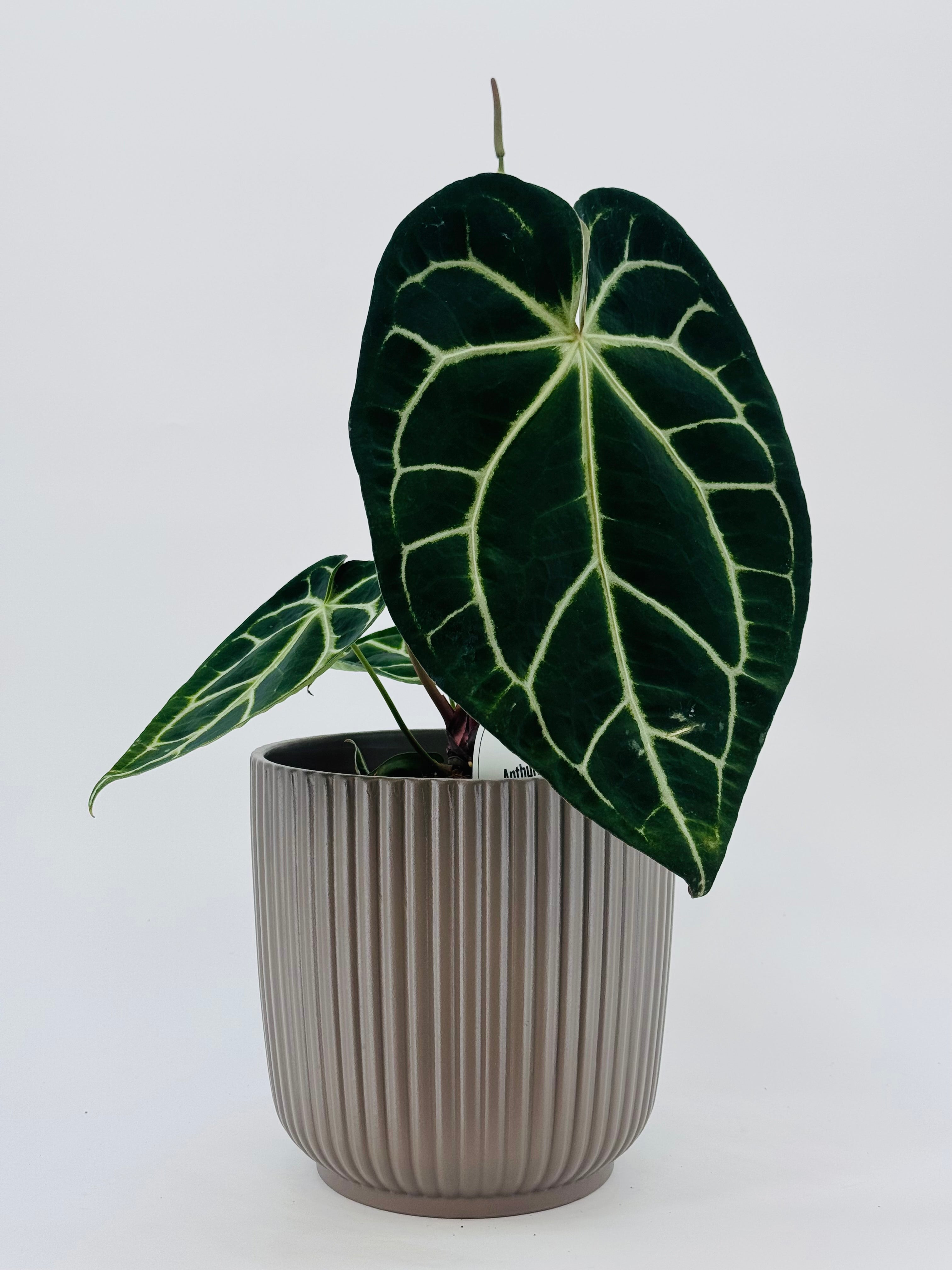 ANTHURIUM CRYSTALLINUM M21