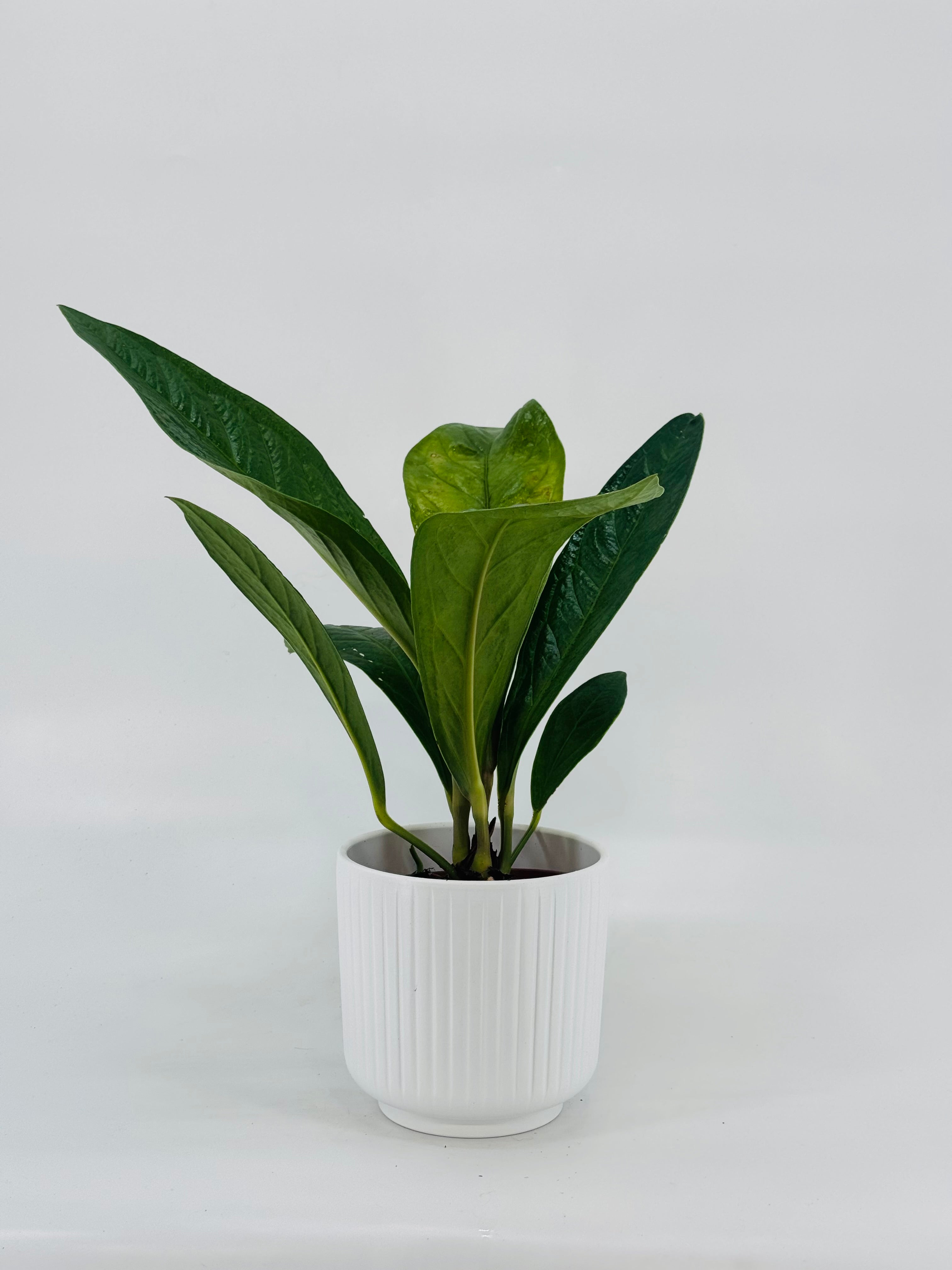 ANTHURIUM JENMANII M12