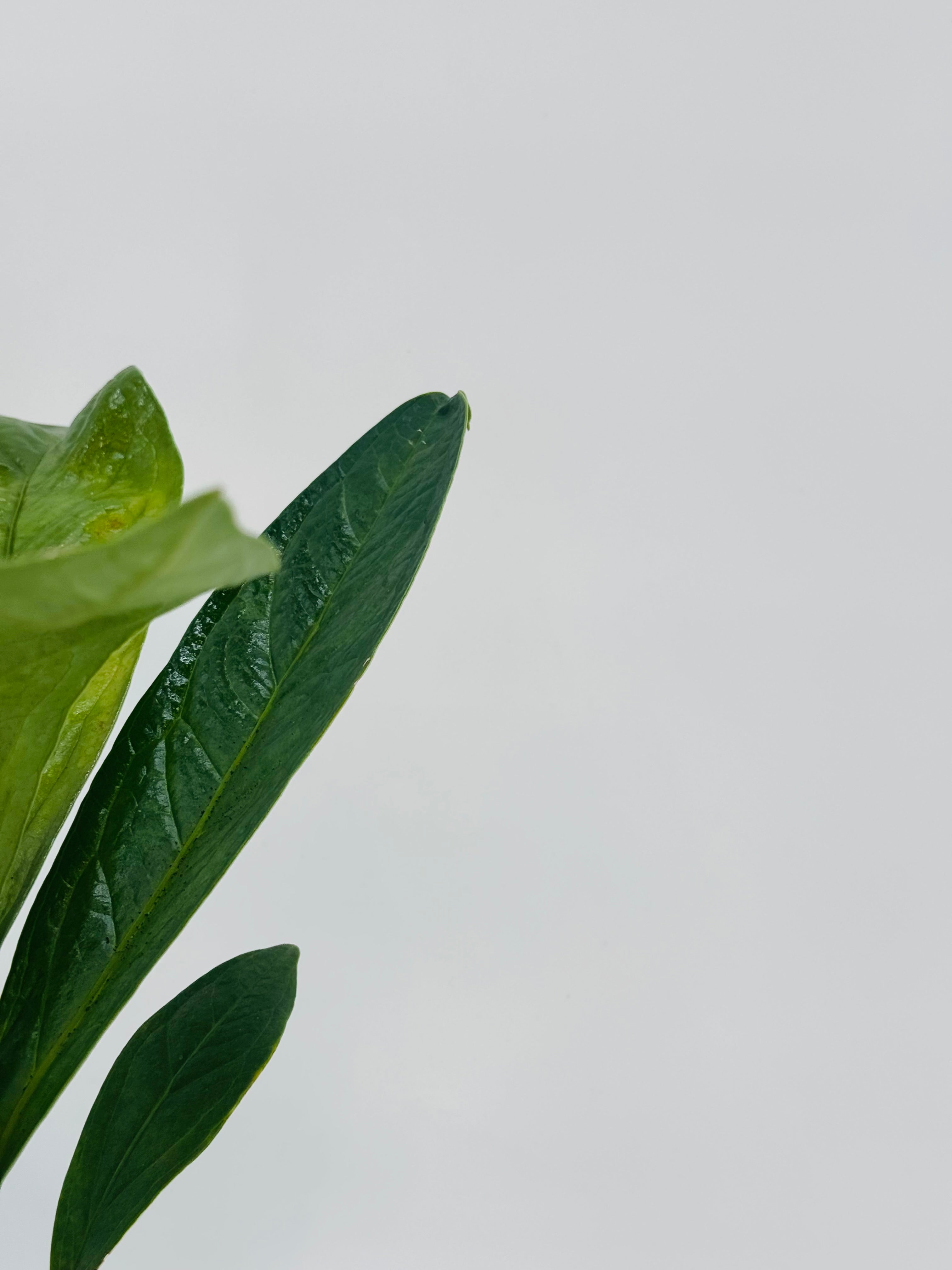 ANTHURIUM JENMANII M12