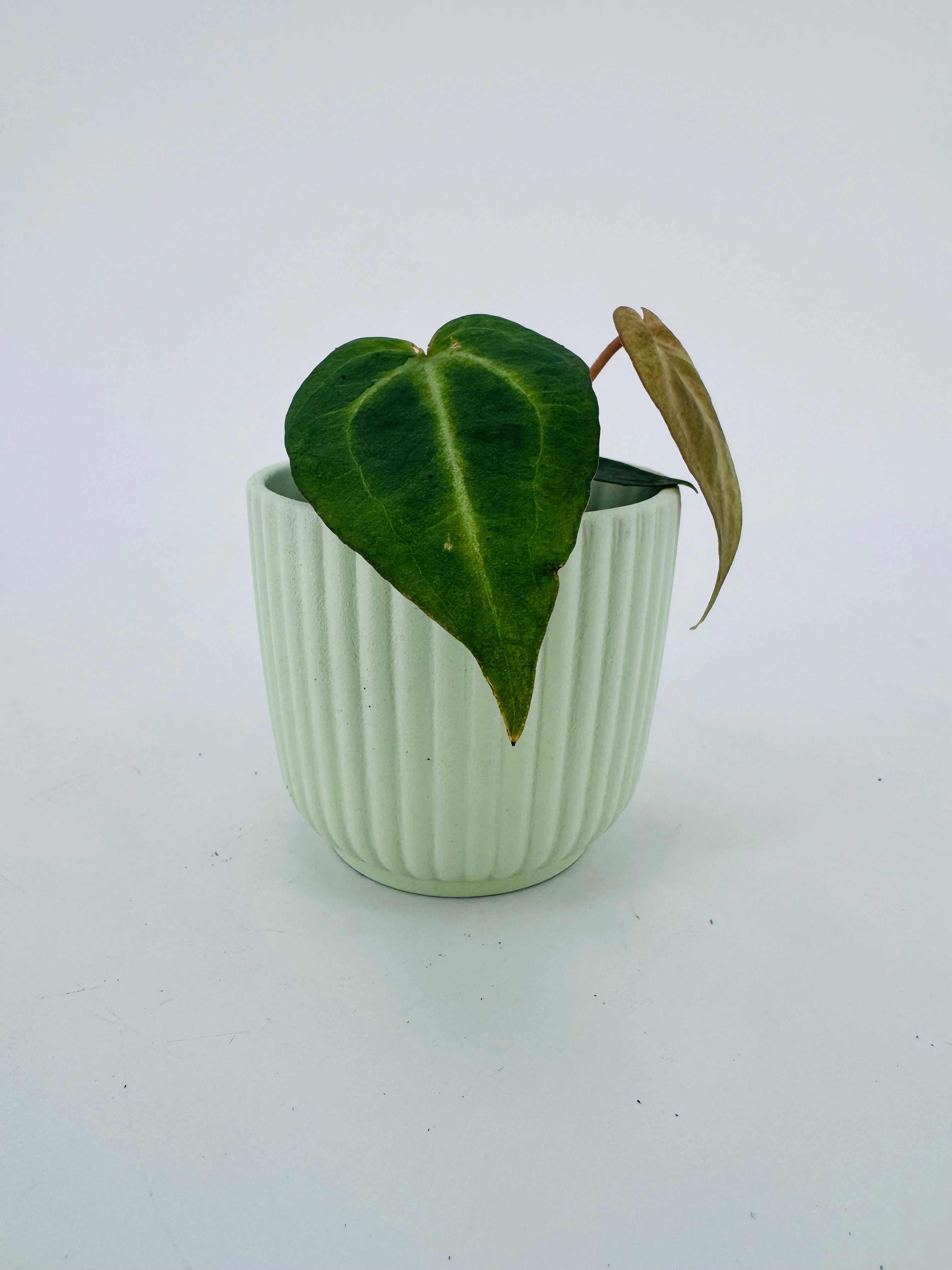 ANTHURIUM M6