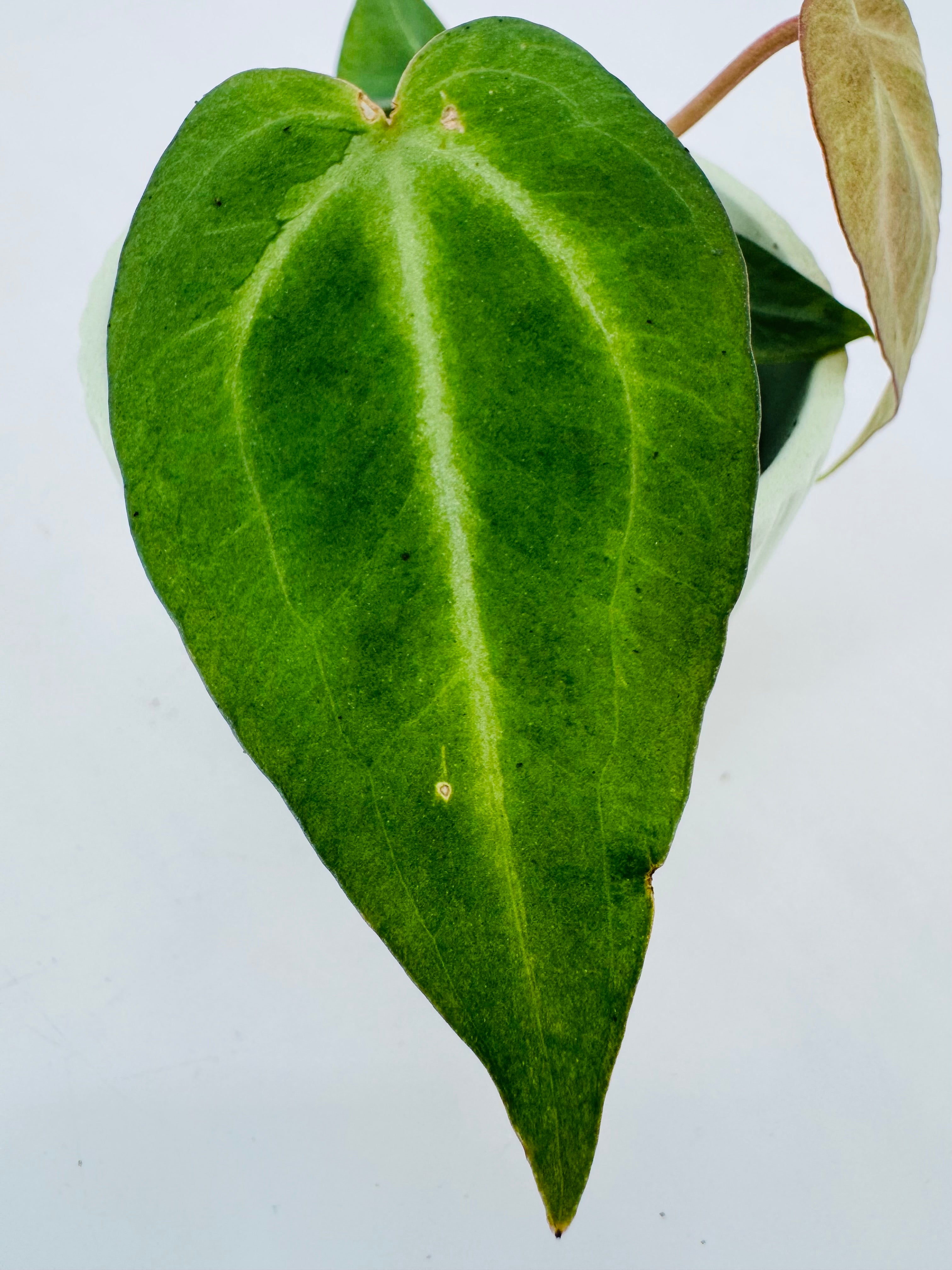 ANTHURIUM M6