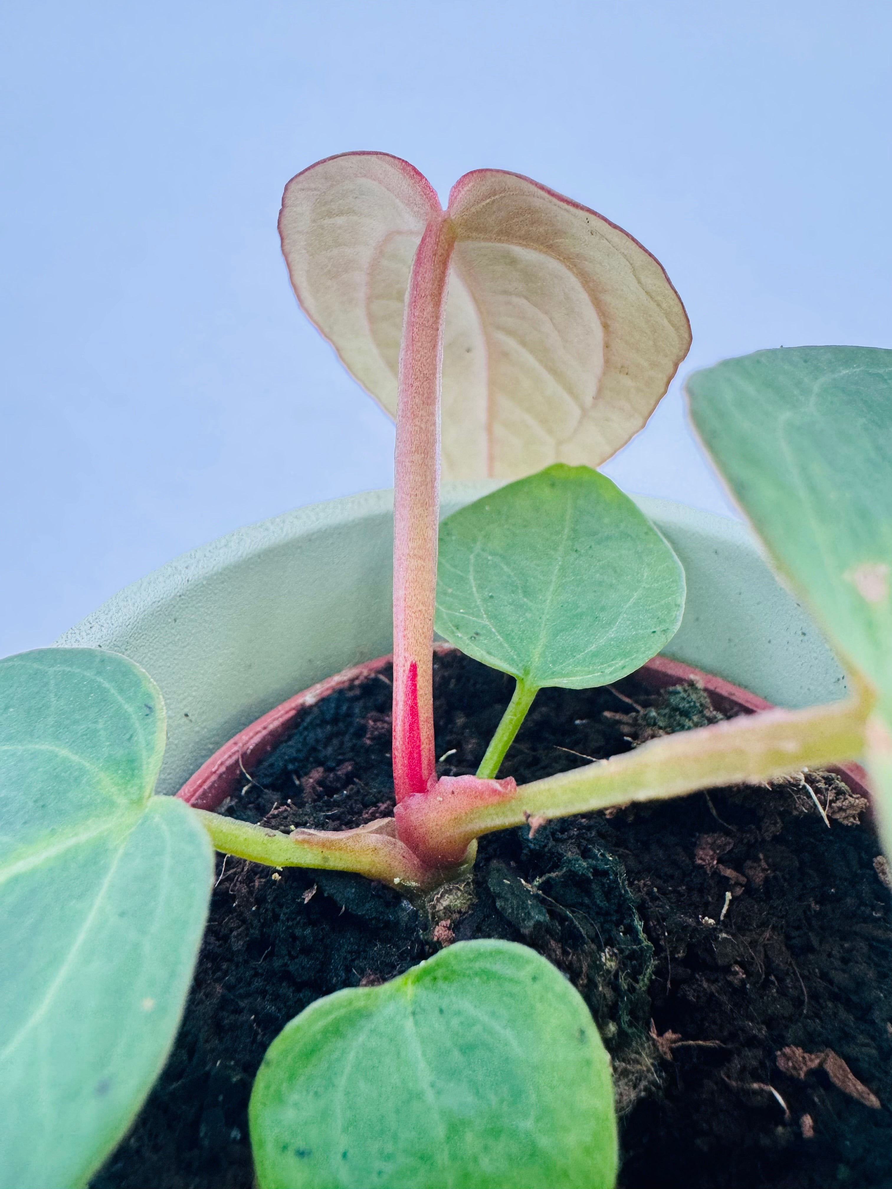 ANTHURIUM M6